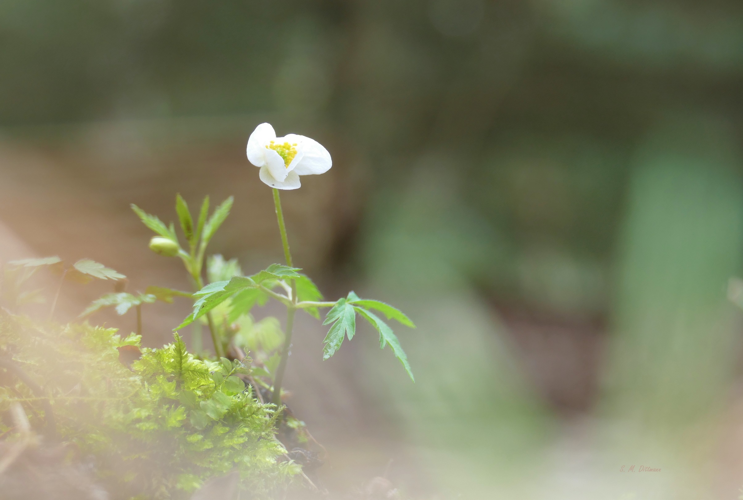Tief im Wald
