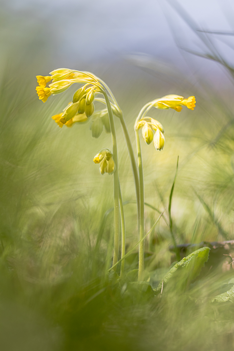 Schlüsselblumen in der Wiese