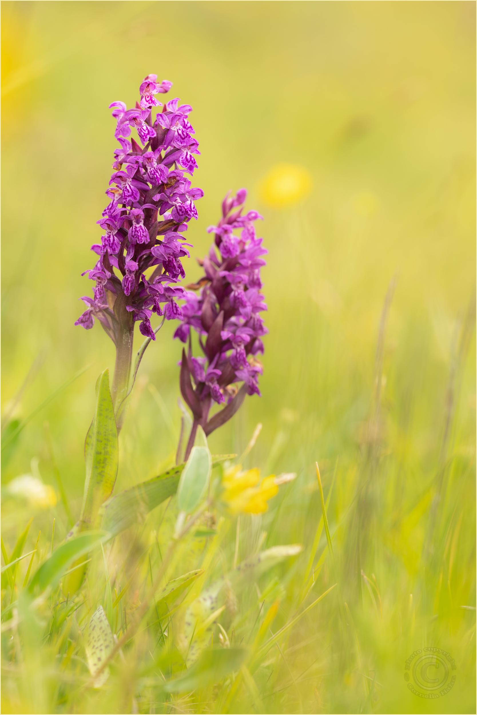 Breitblättrige Fingerwurz (Dactylorhiza majalis)