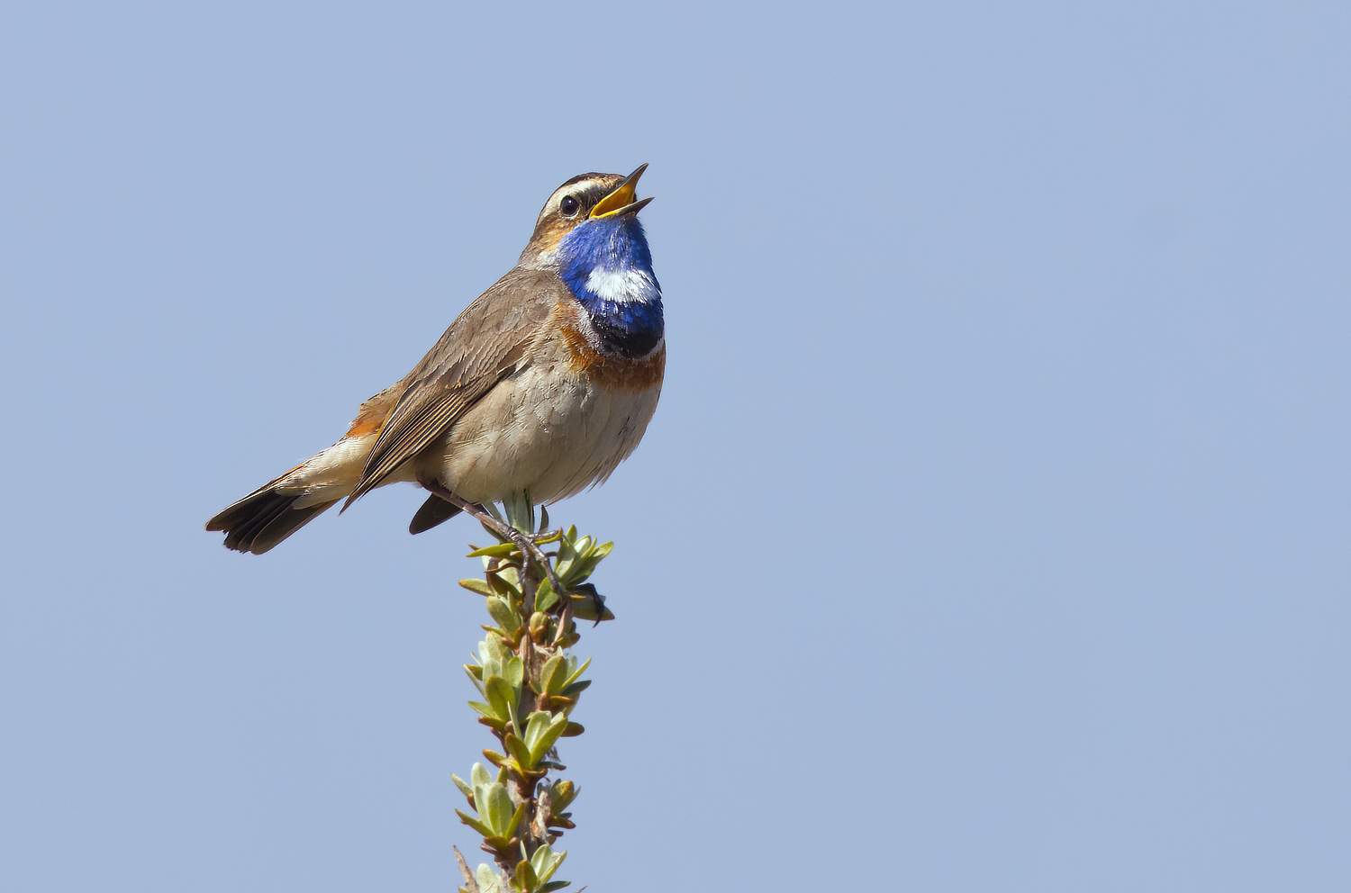 Blaukehlchenhahn beim Balzgesang