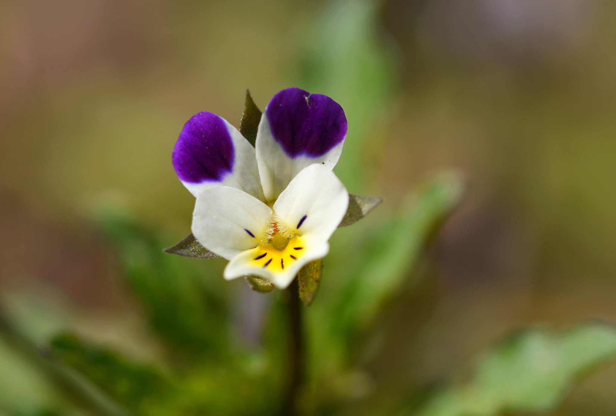 Wildblumenzeit