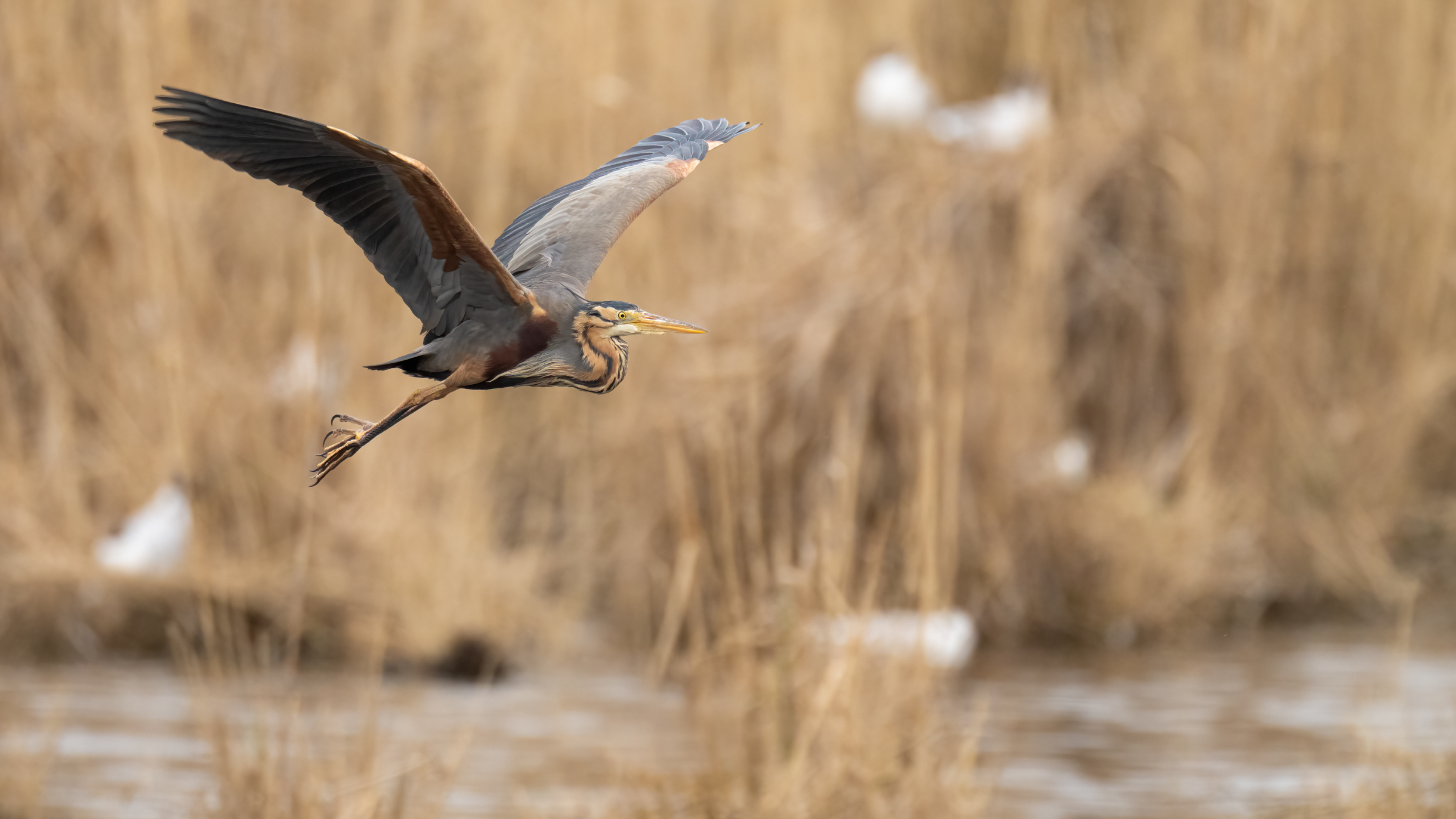 Schönheit im Flug