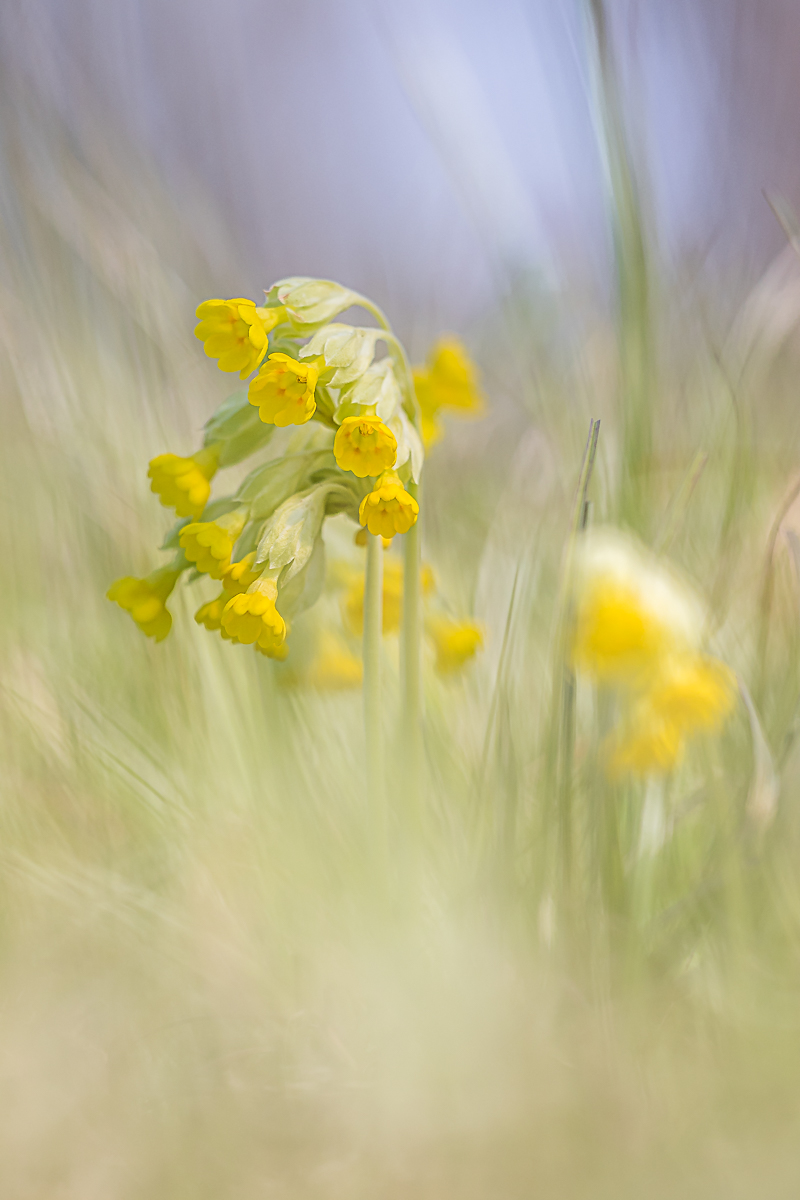 Schlüsselblumen in der Wiese