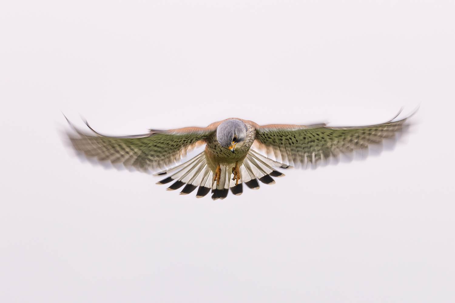 Dynamik (Forum für Naturfotografen)