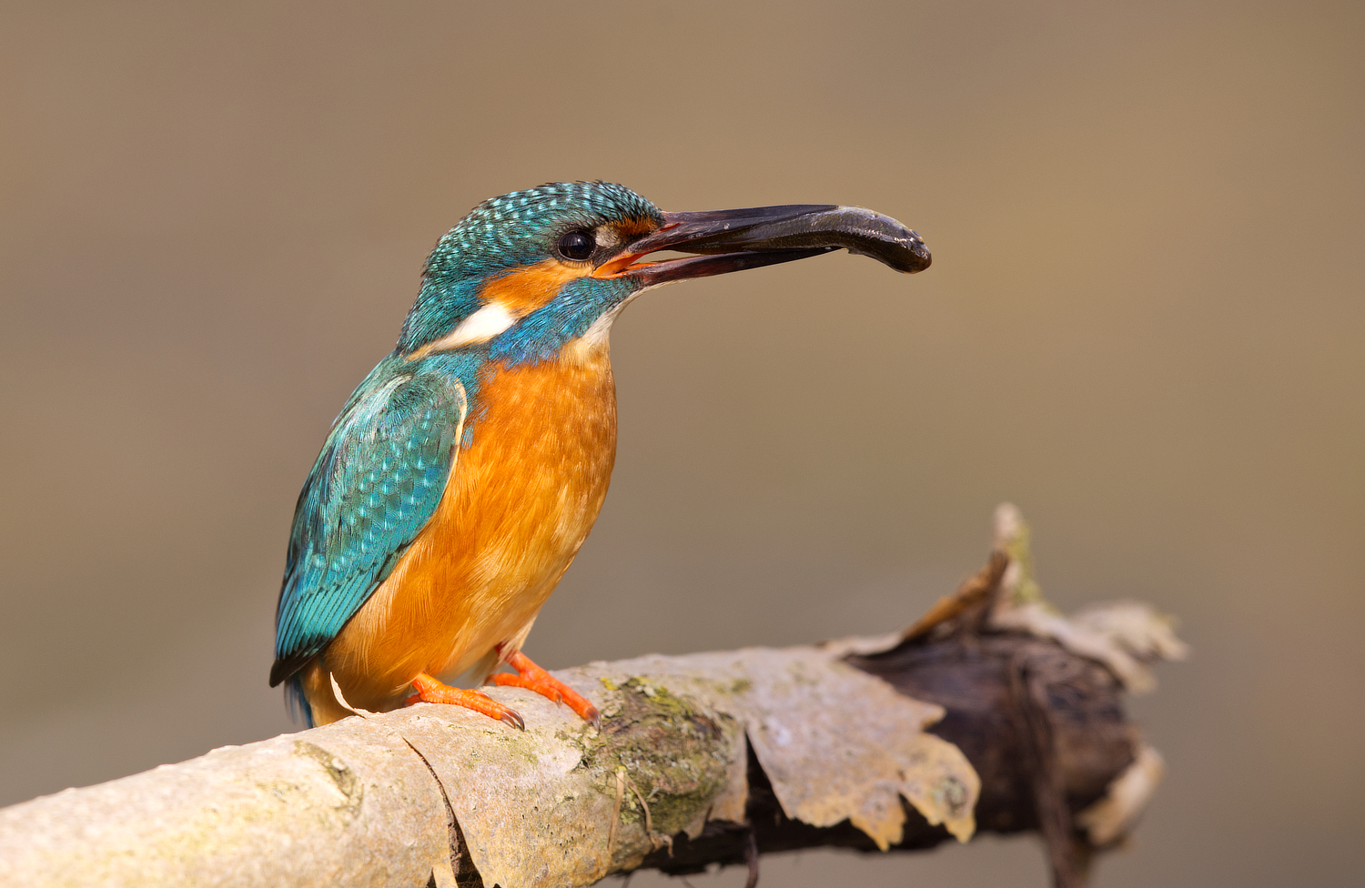 Vorgestern im Eisvogelrevier