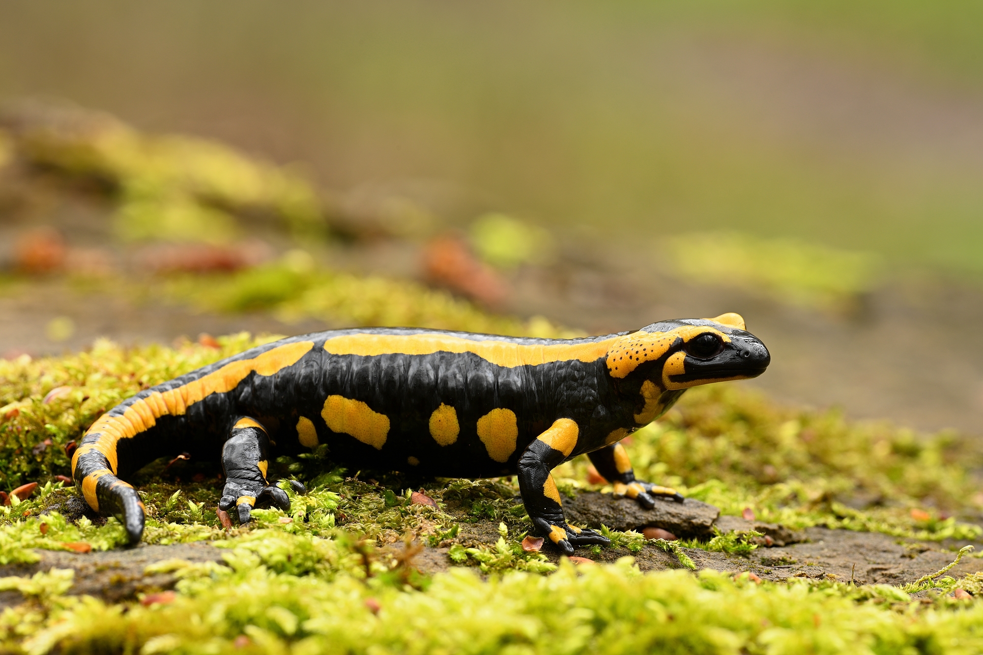 Feuersalamander