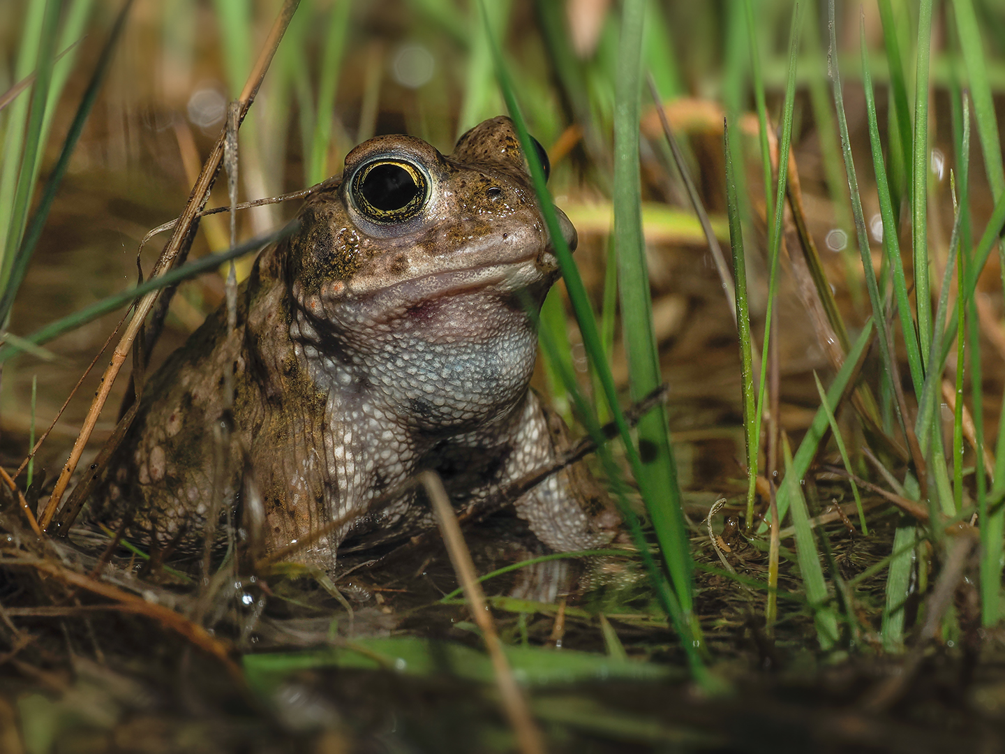 Kreuzkröte ( Bufo calmita )