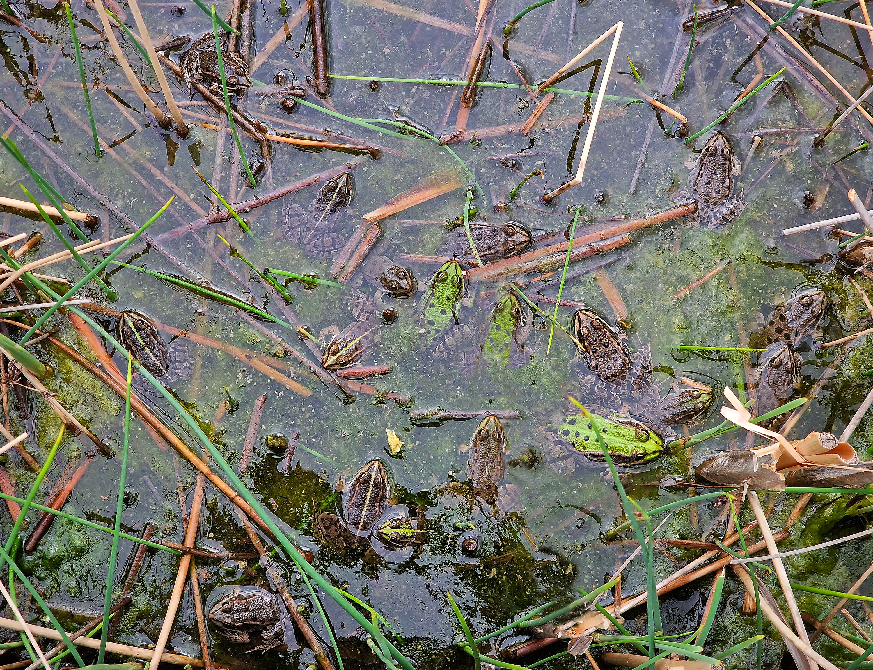 Wimmelbild...