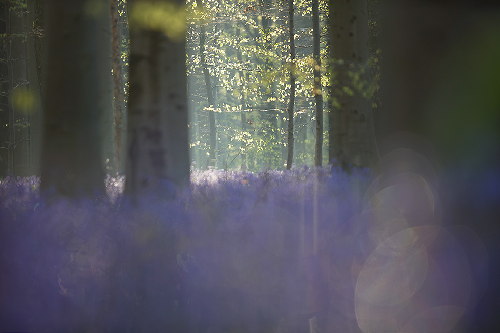 im blauen Wald