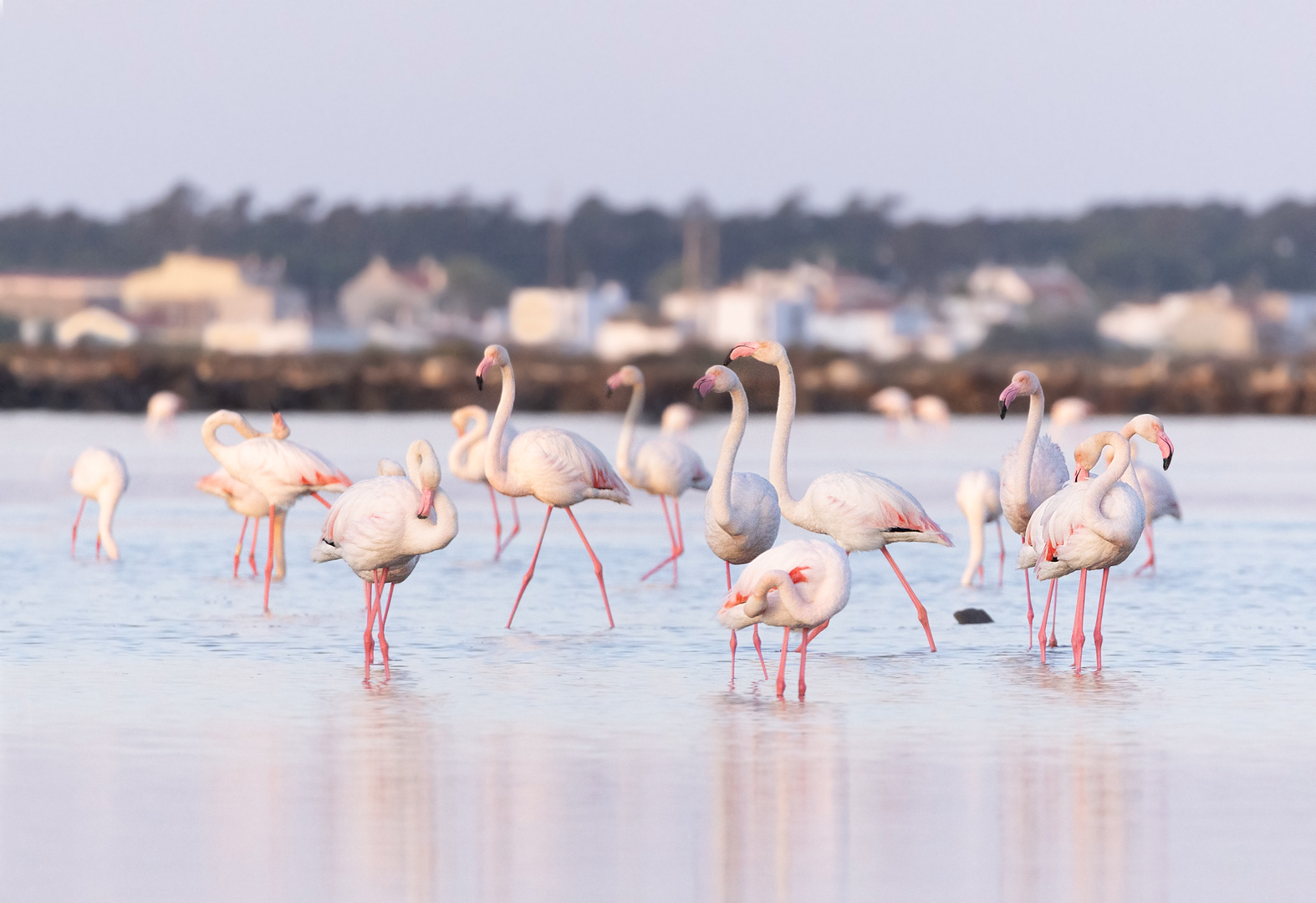 Flamingos