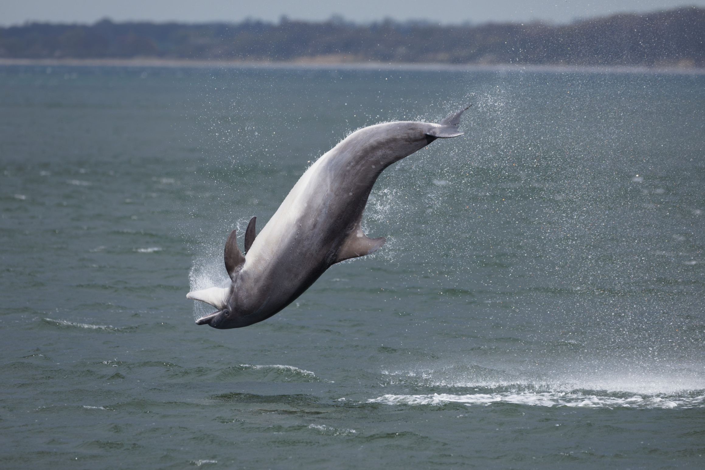 Delfin in Ostsee