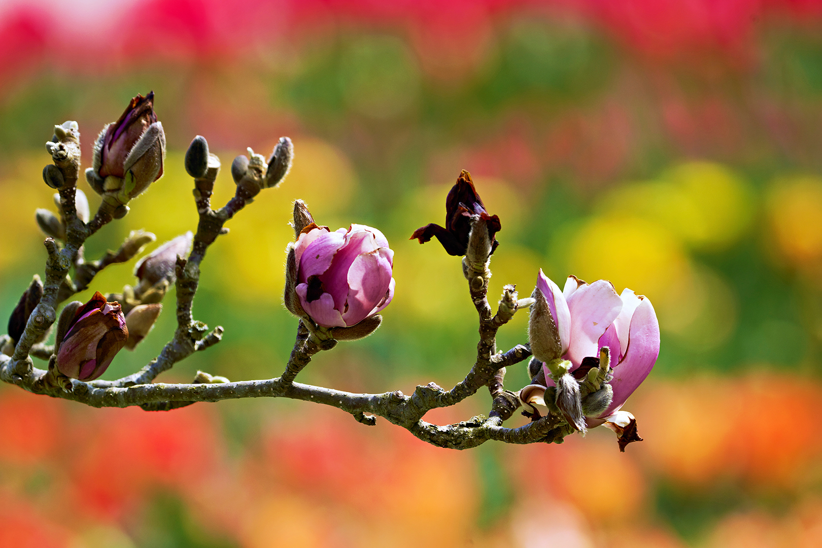 Kirschblüten