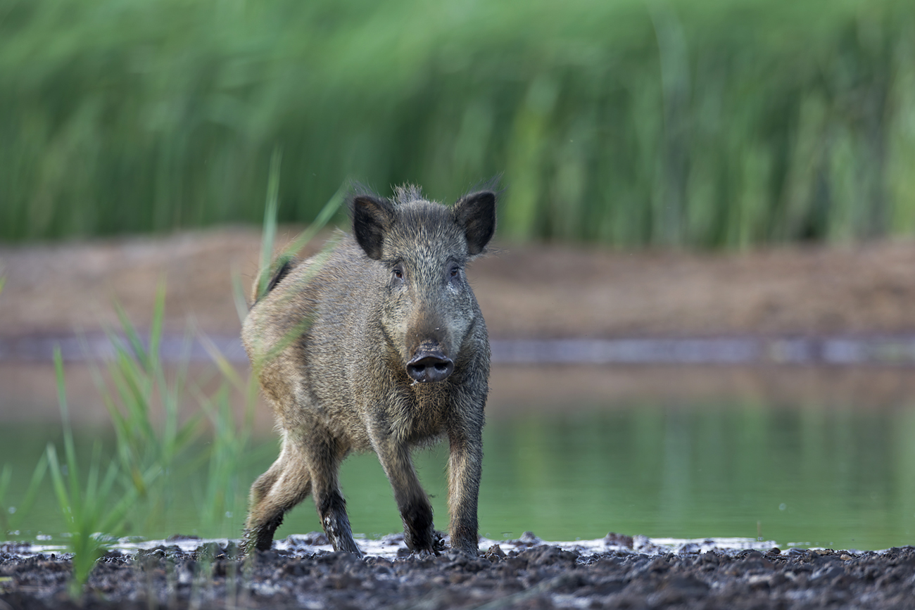 Begegnungen mit Wildschweinen