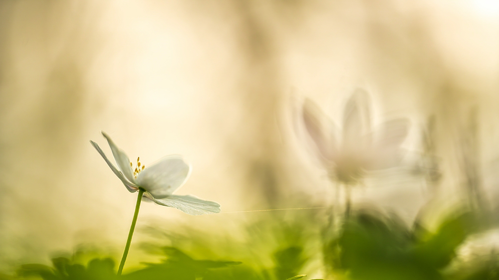 "...Netzwerkverbindungen..."