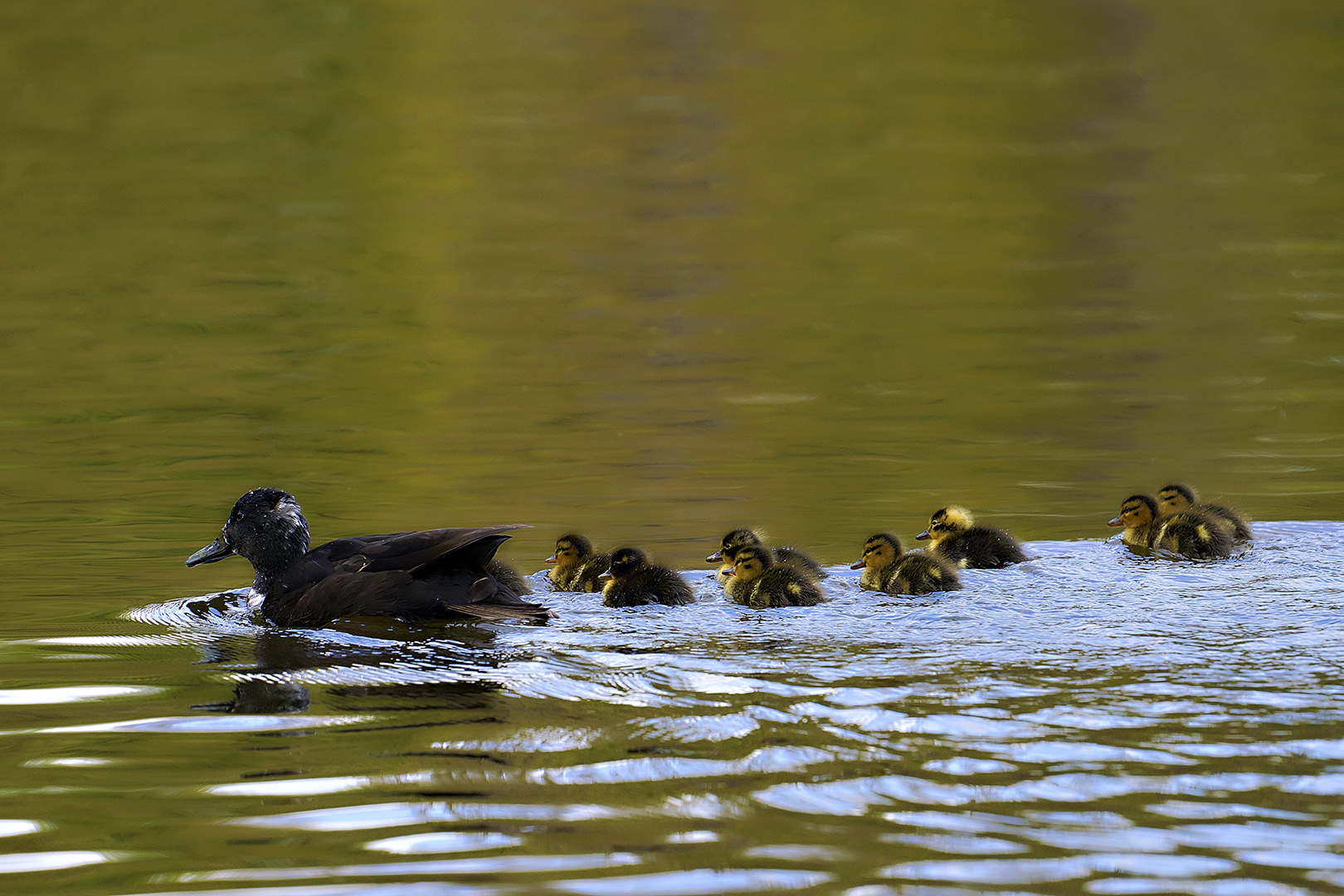 Entenfamilienausflug