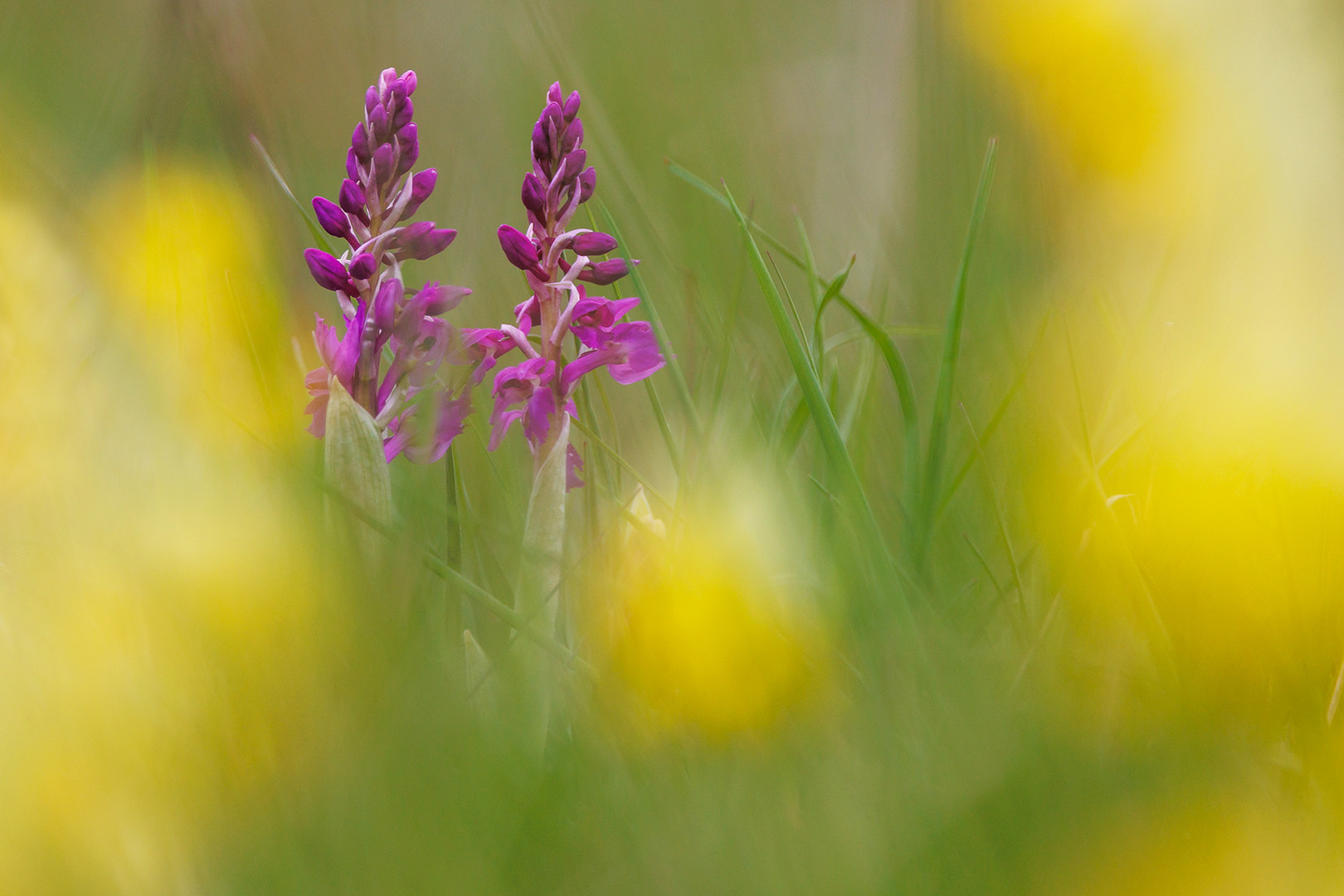 Orchis Mascula