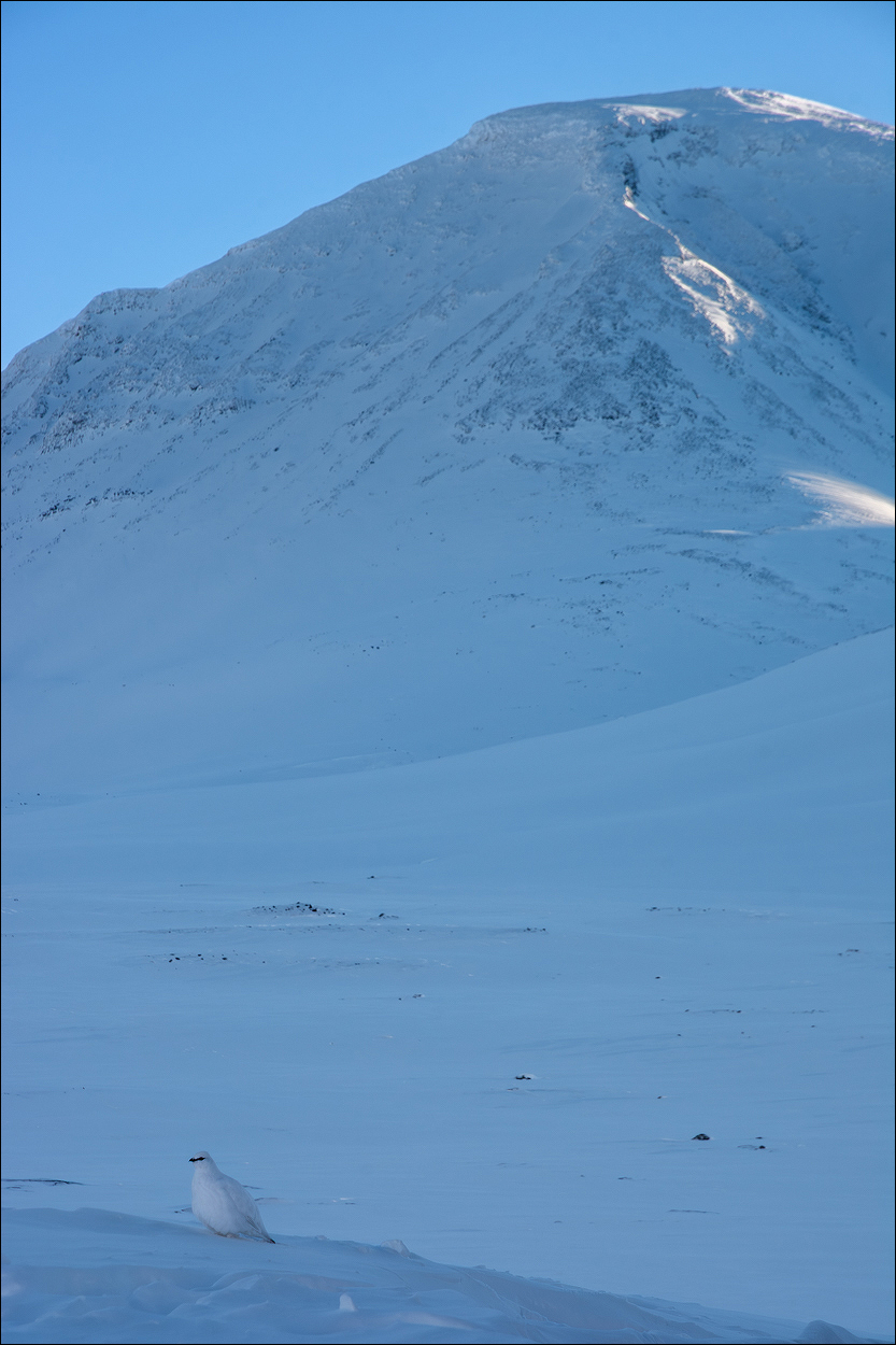 einsames Schneehuhn