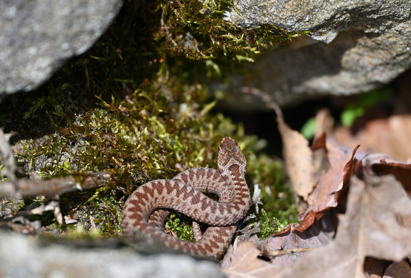 Junge Kreuzotter (Forum für Naturfotografen)