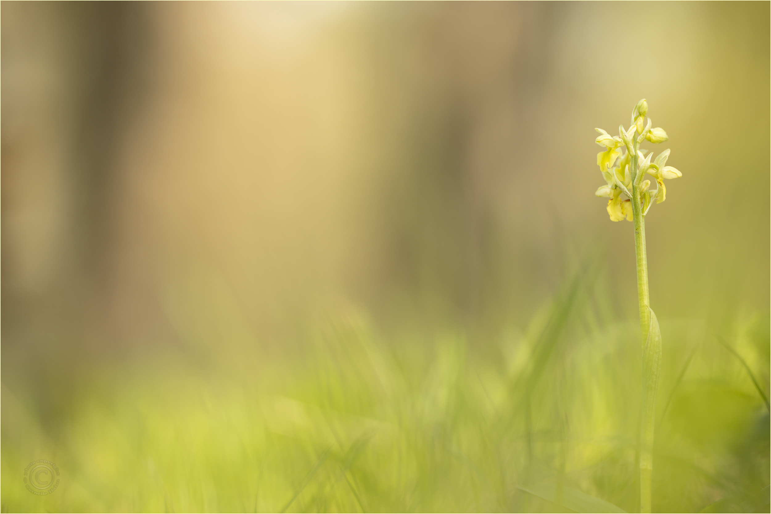 Blasses Knabenkraut (Orchis pallens)