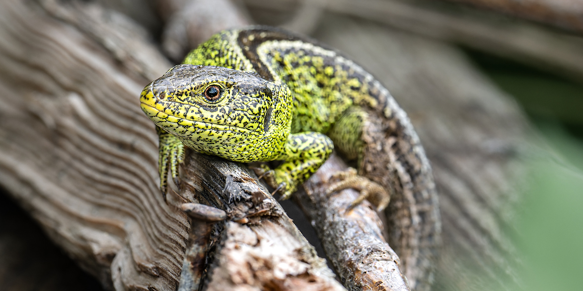 Ein kleiner grüner Drachen!