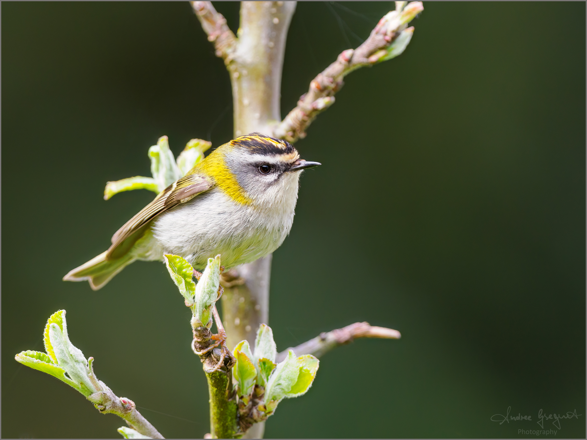 Sommergoldhähnchen