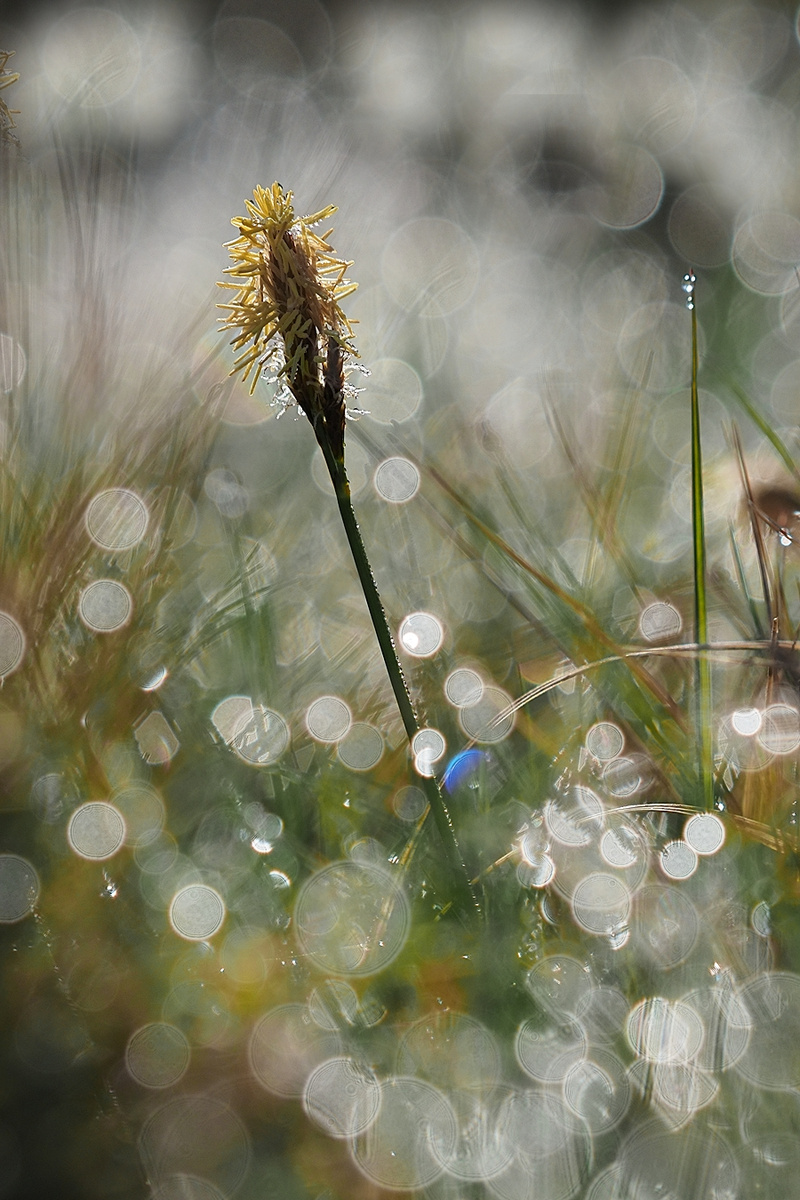 Geglitzer in der Wiese