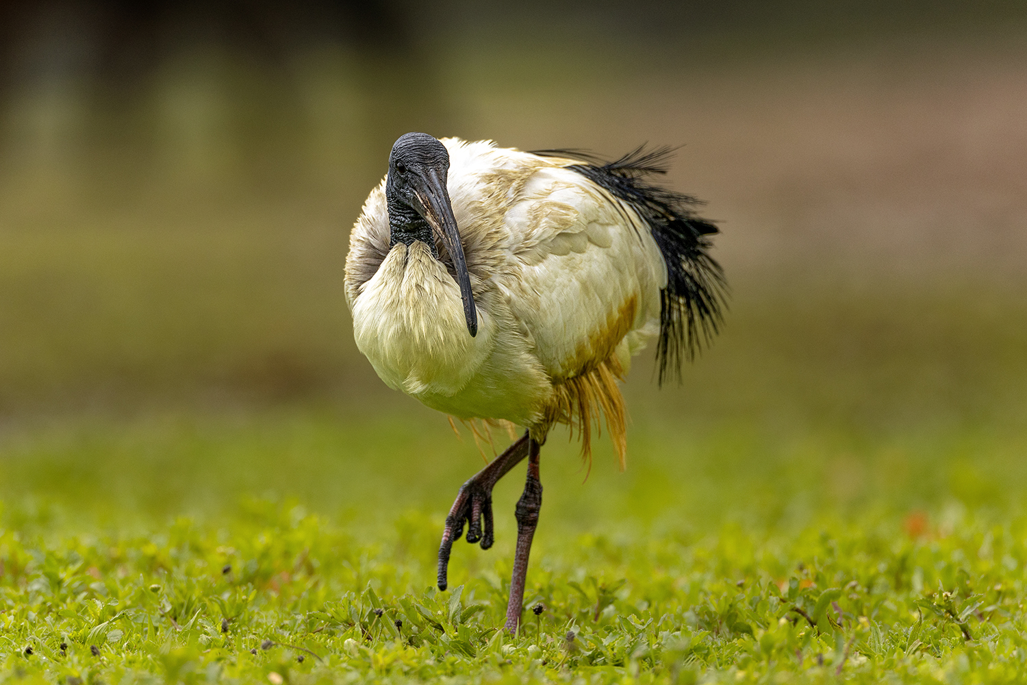 Heiliger Ibis