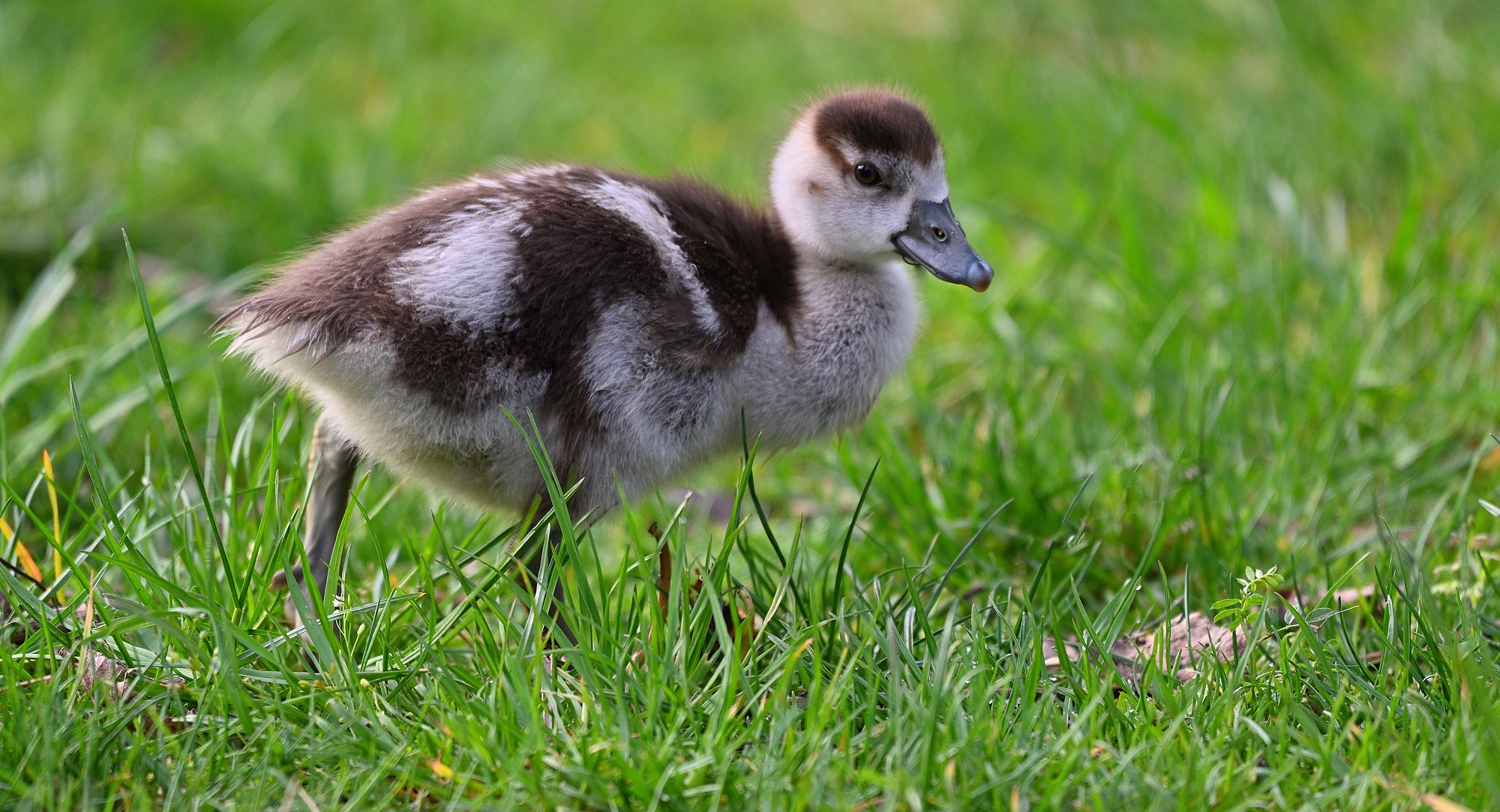 junge Nilgans