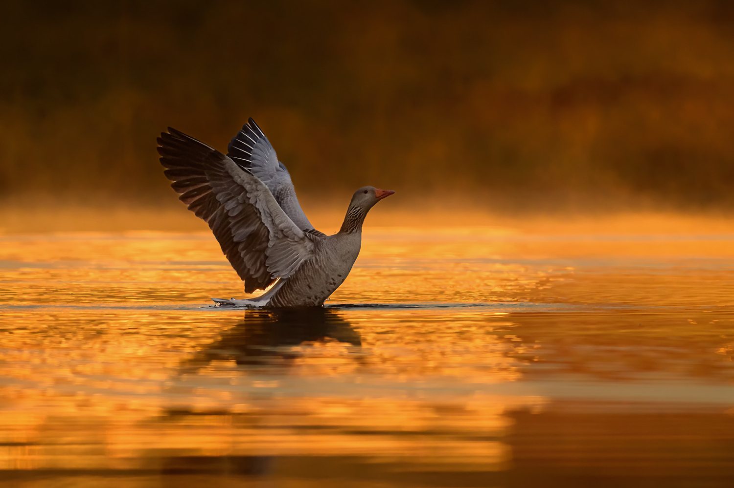 Gans in der aufgehenden Morgensonne