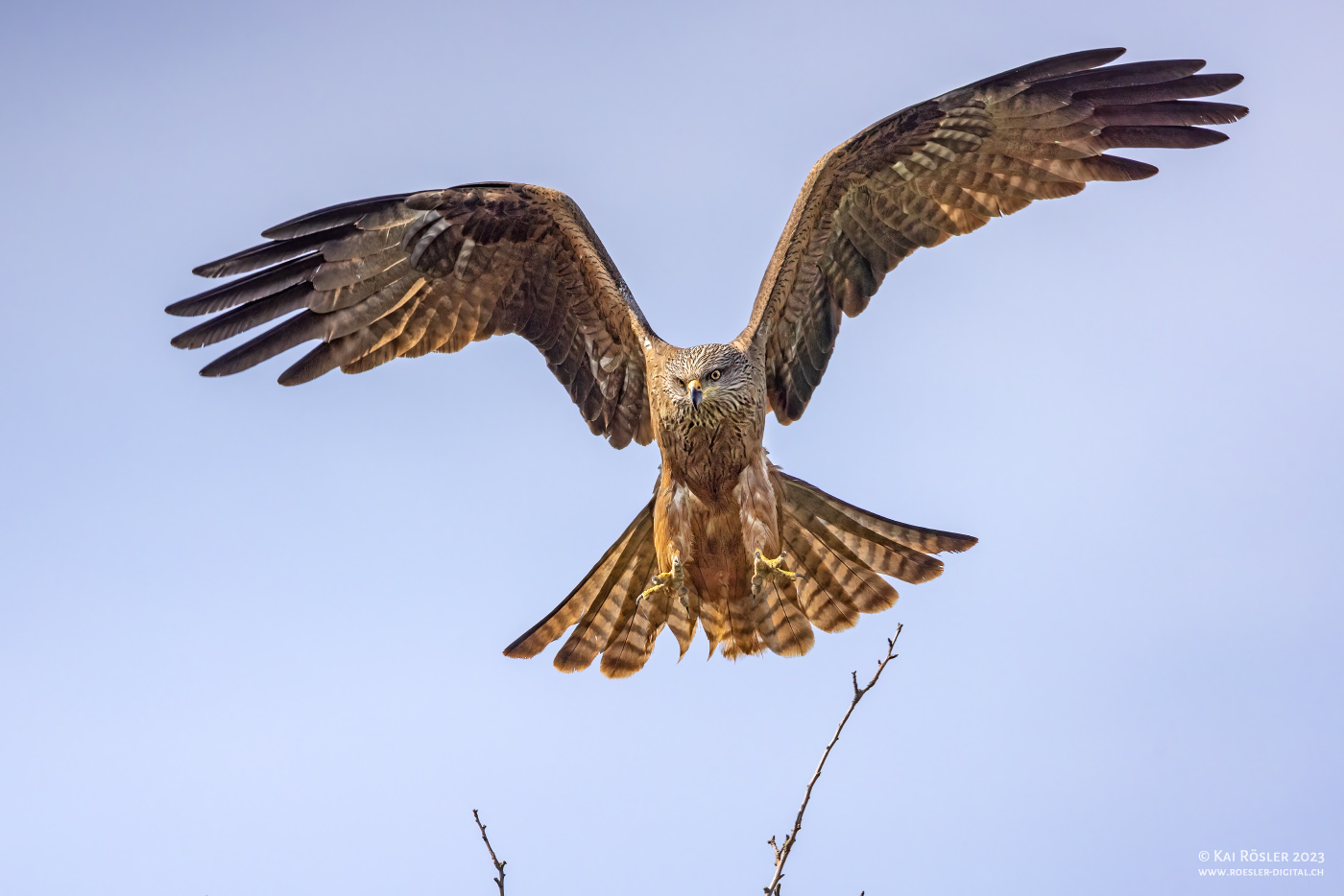 Anflug des Schwarzmilans