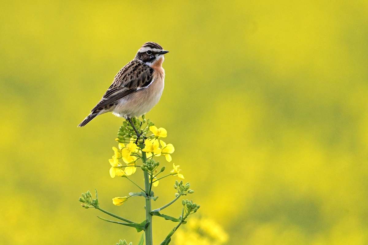 Braunkehlchen...