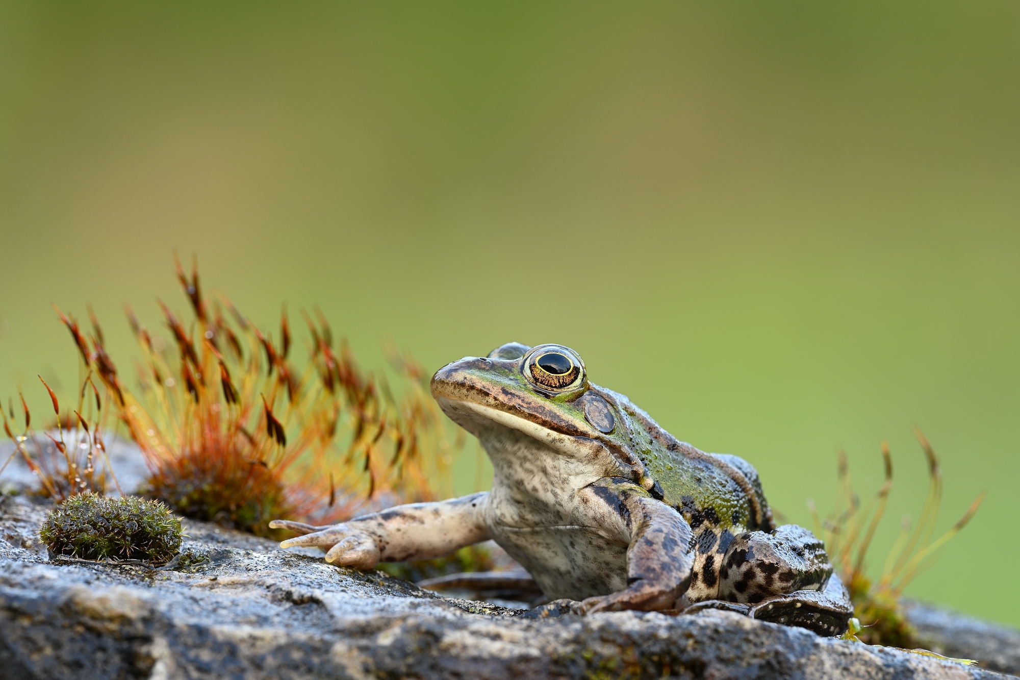 Teichfrosch