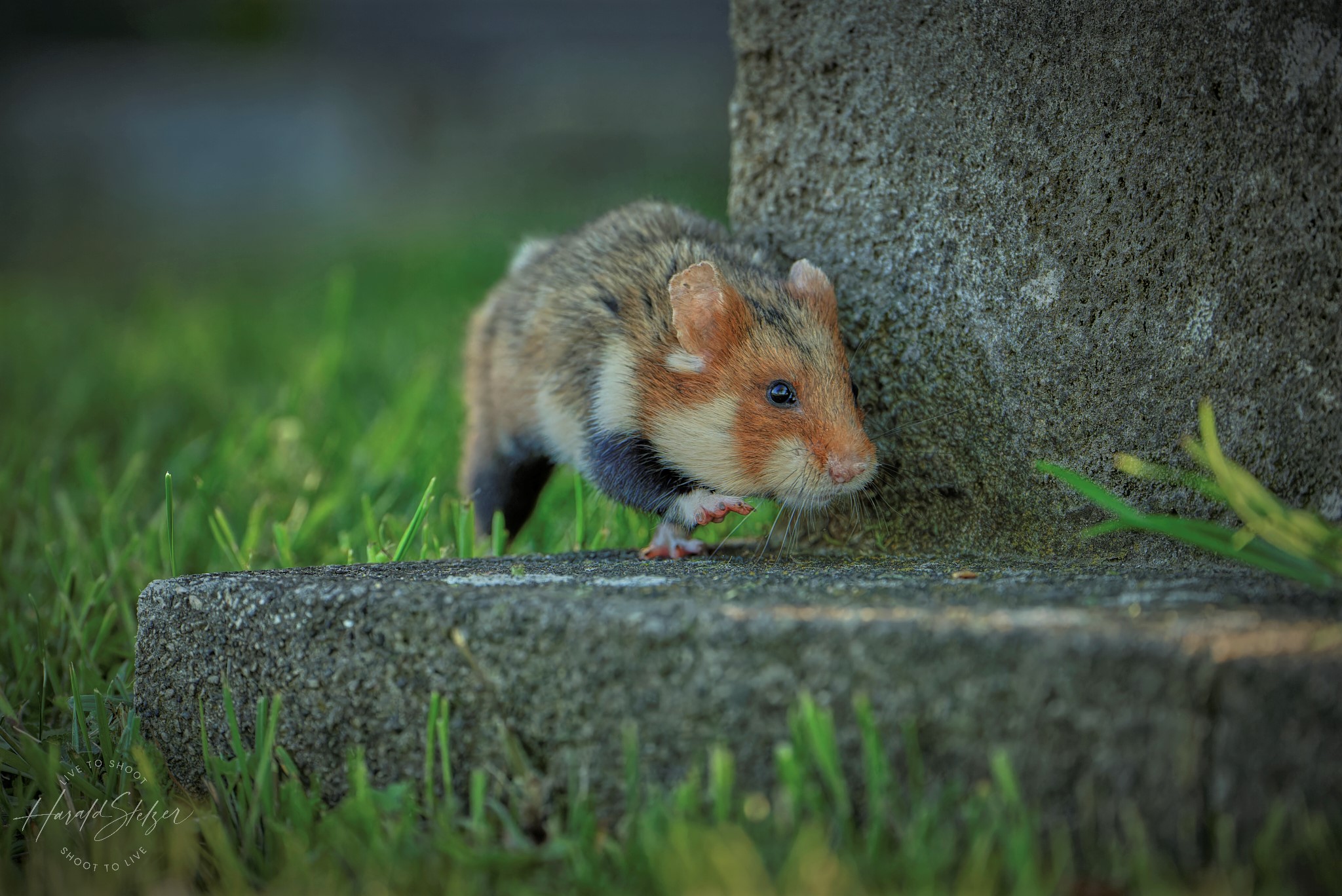 Hamster on the run