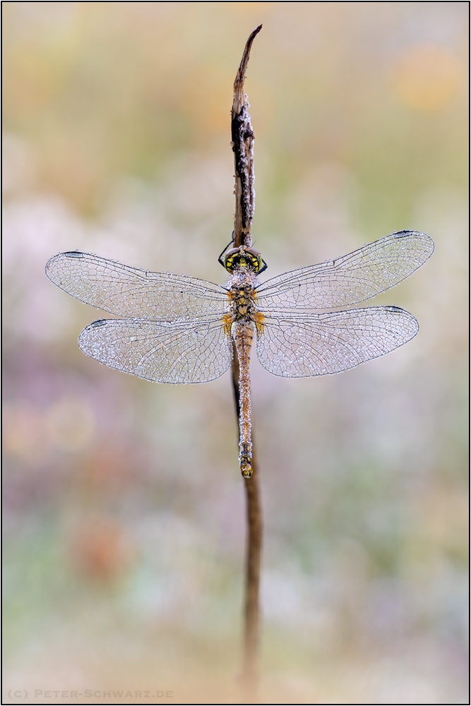 Sumpf-Heidelibelle (Sympetrum depressiusculum)