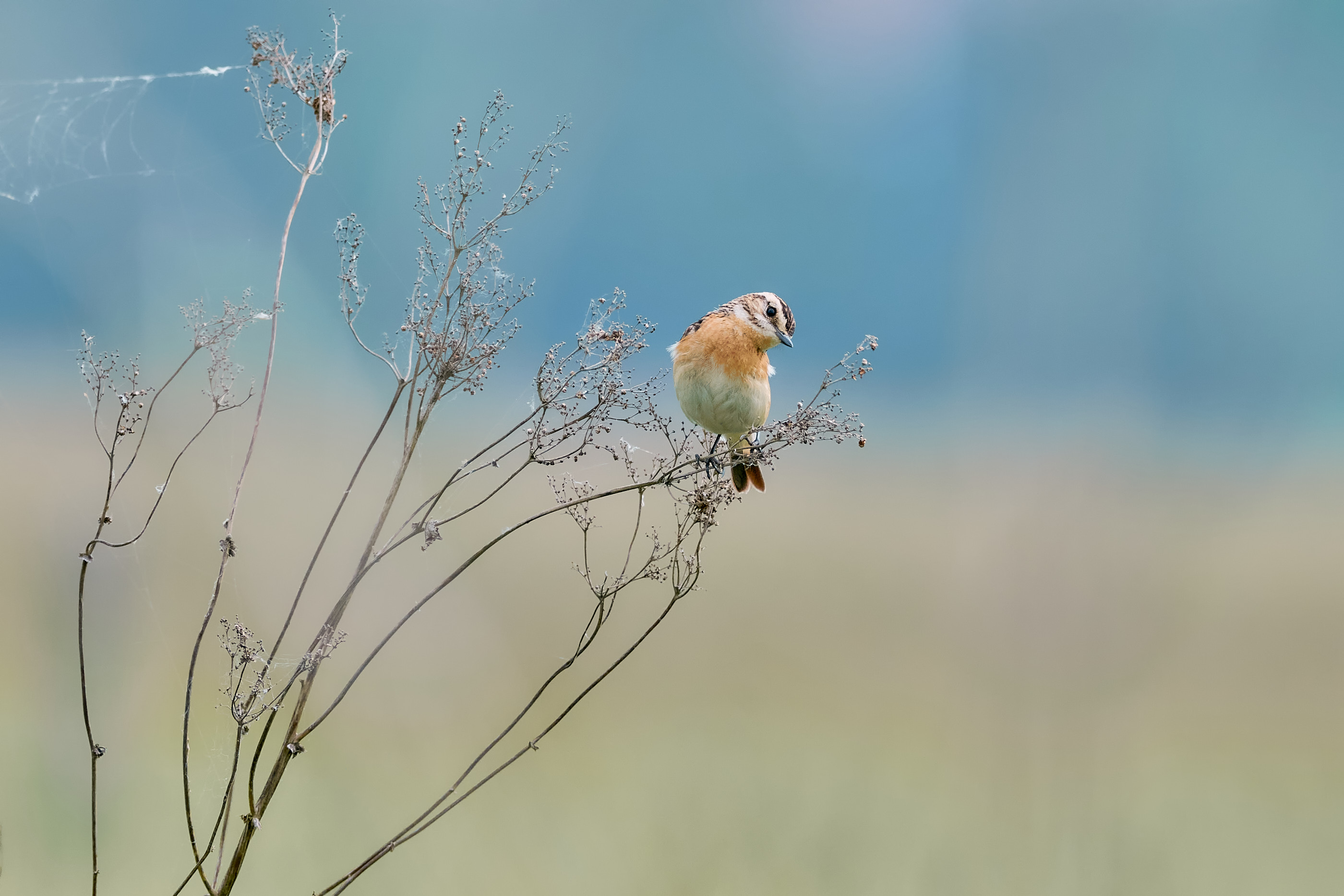 Braunkehlchen auf Ansitz