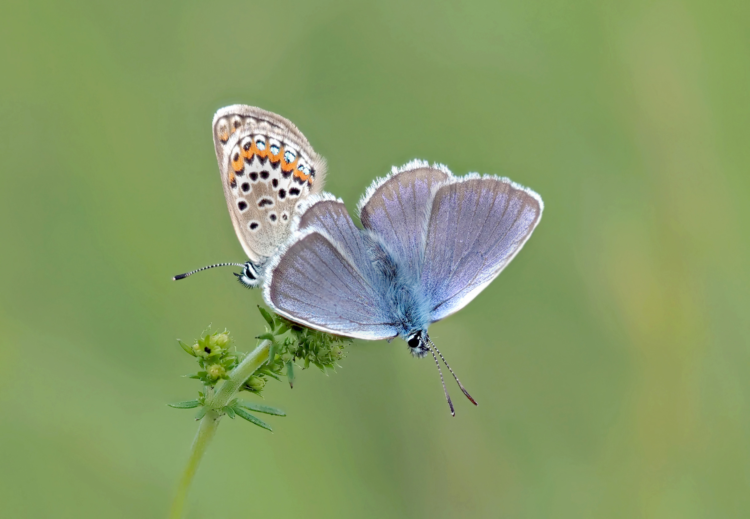 Plebejus argus