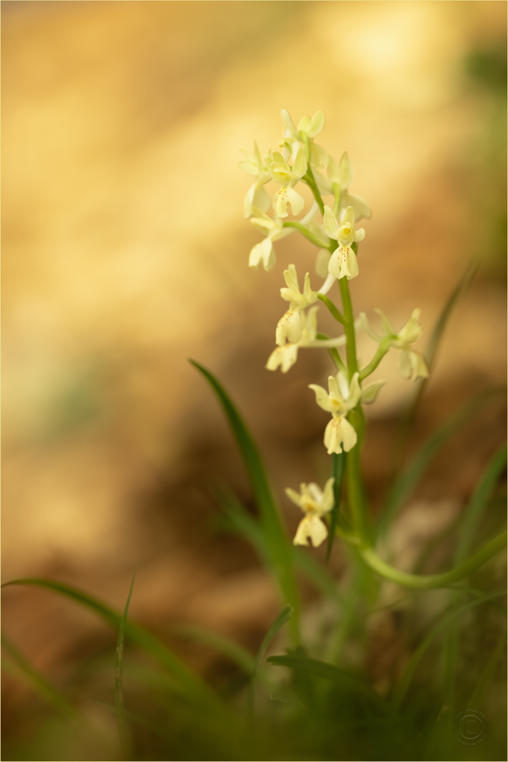 Provence Knabenkraut (Orchis provincialis)