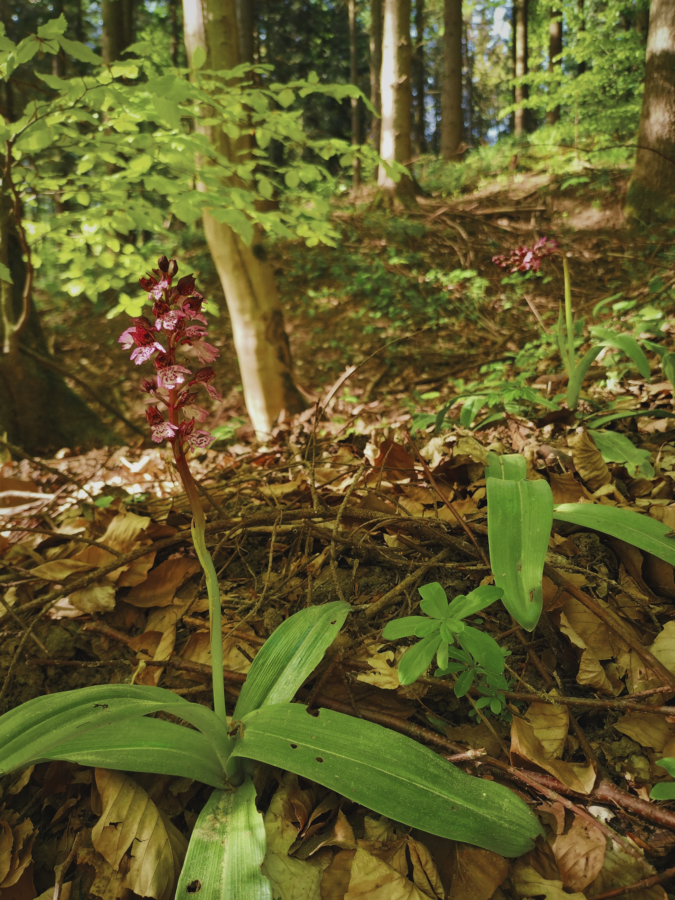 Purpurea-Wald