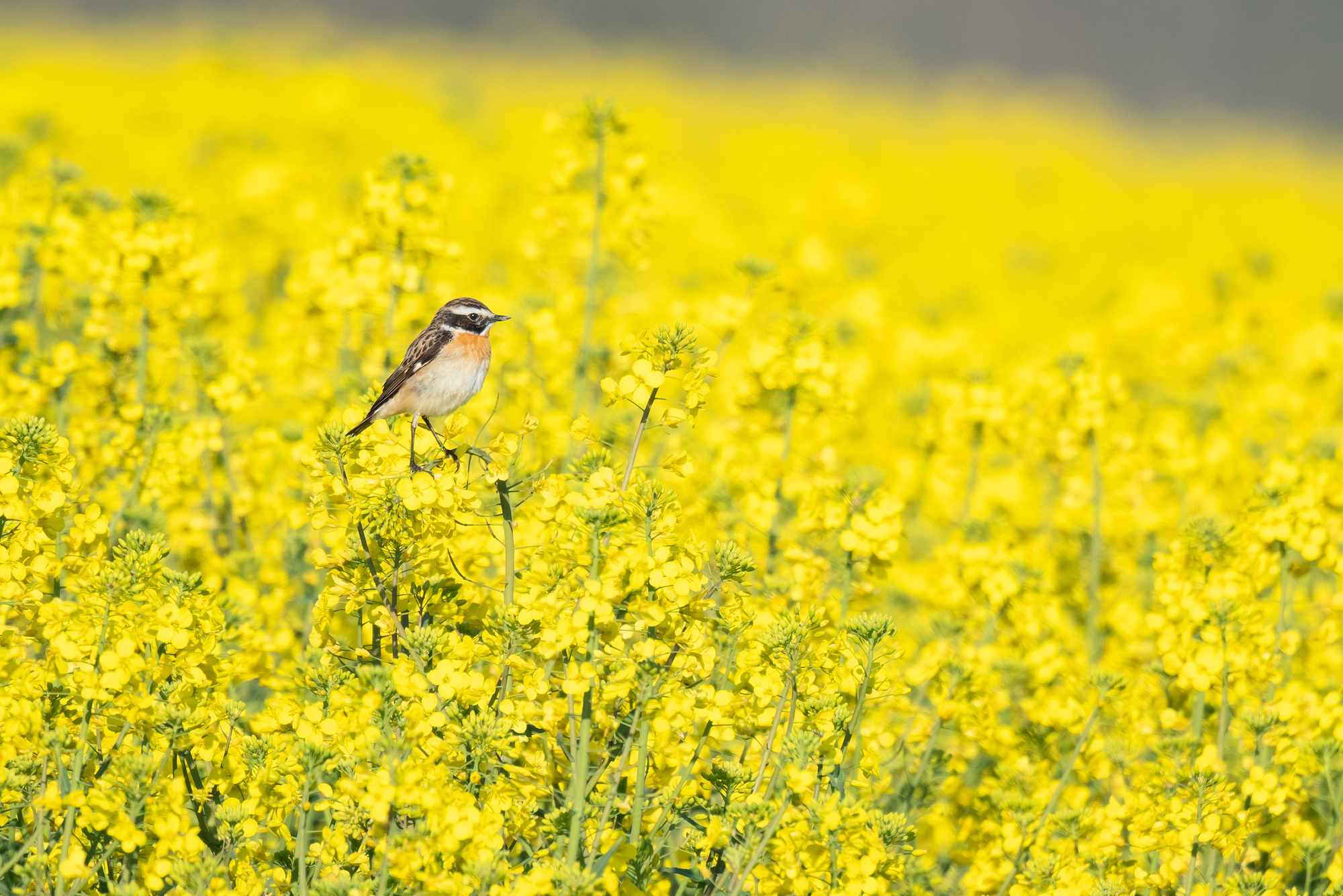 Braunkehlchen im Raps