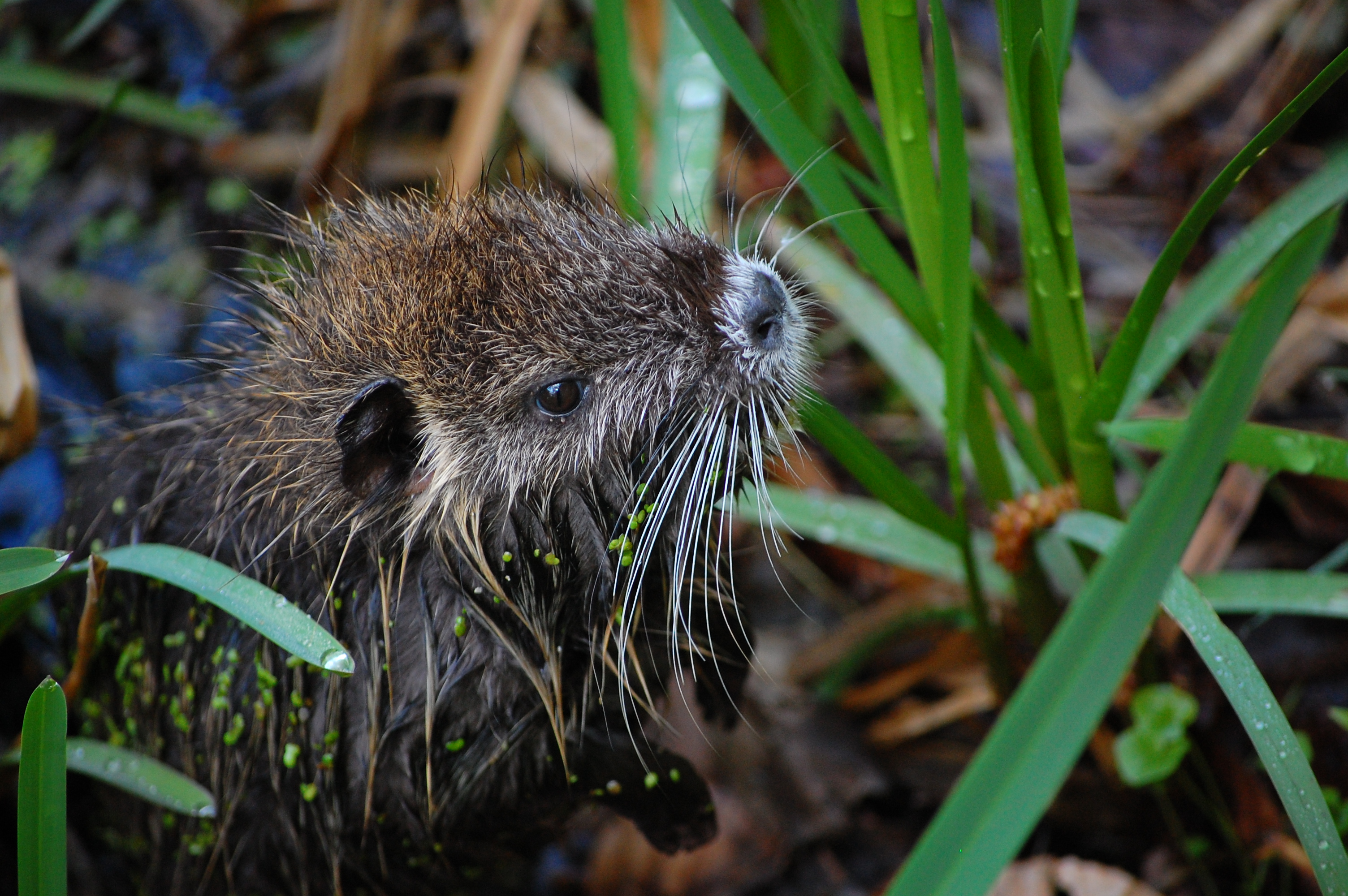 Nutria