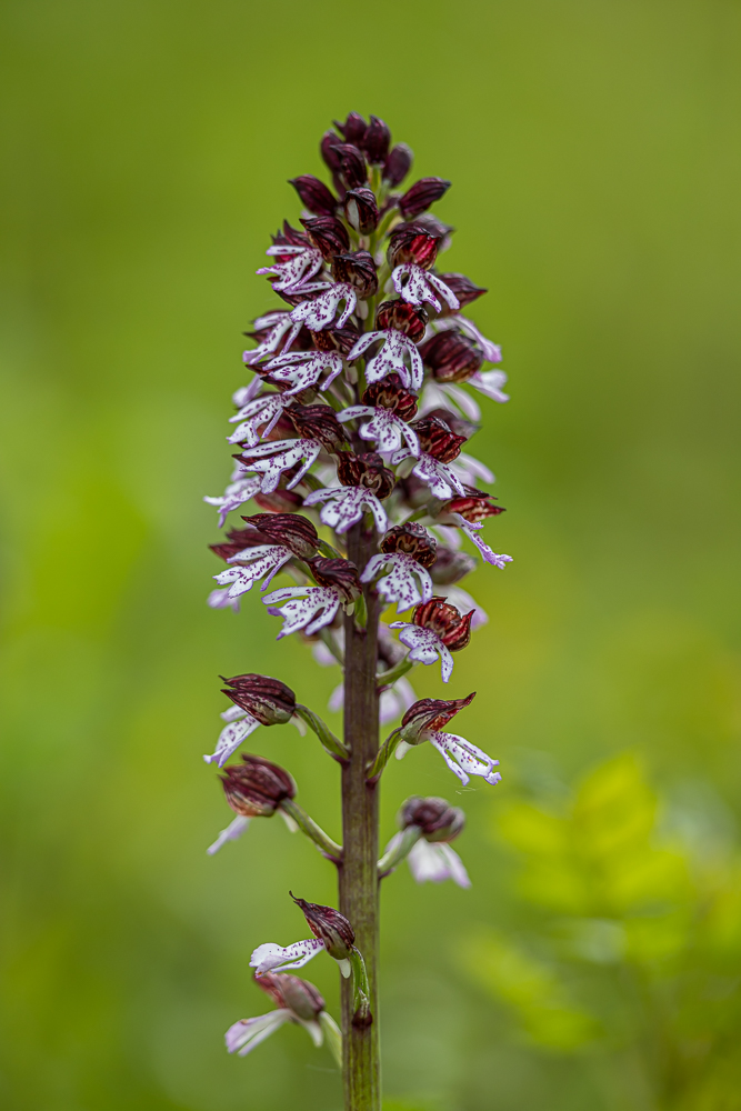 Purpuknabenkraut II