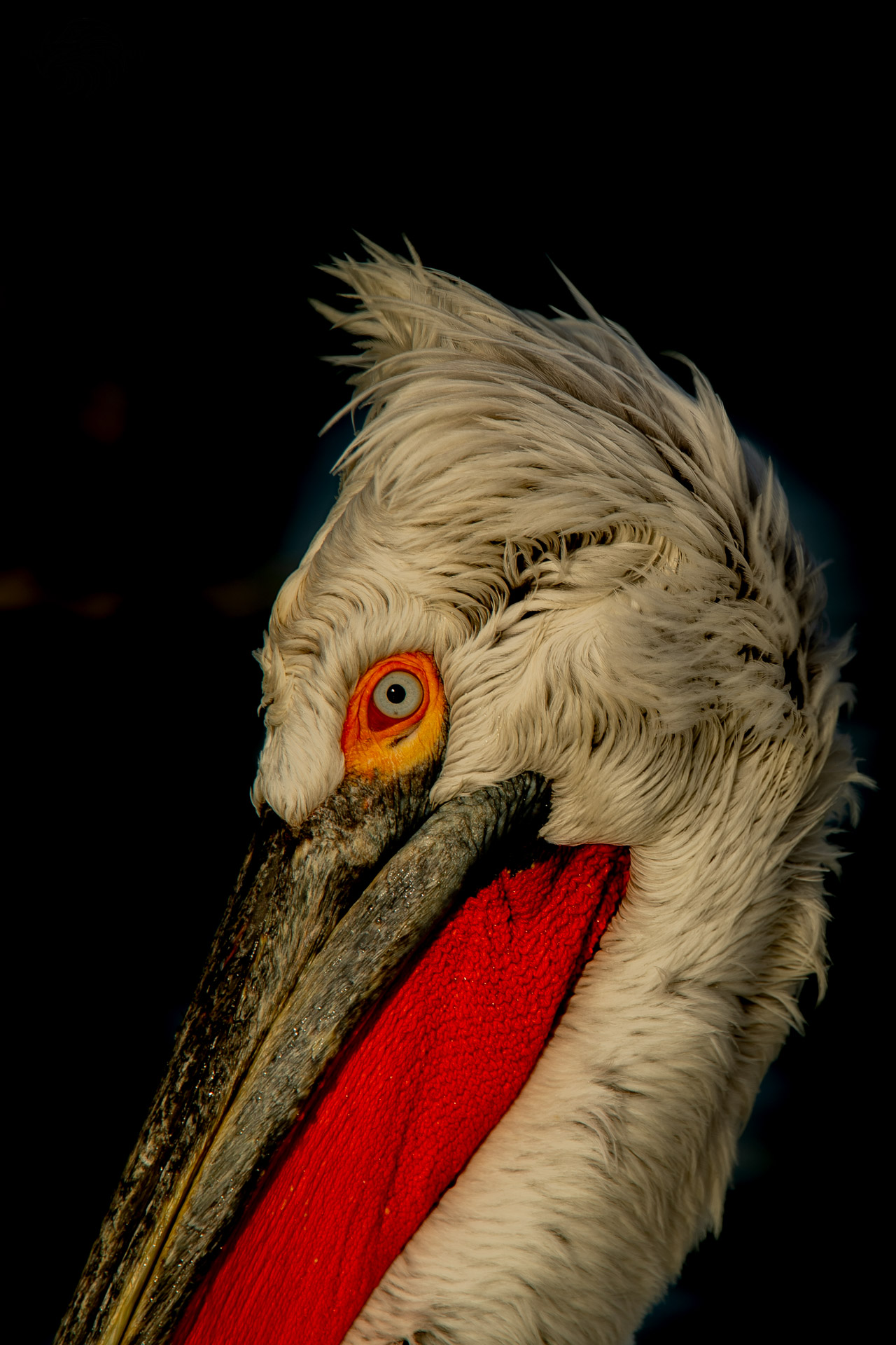 Krauskopfpelikan Portrait