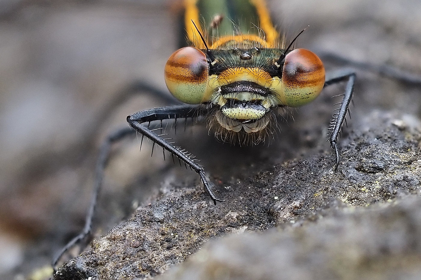 geduldige frühe Adonislibelle