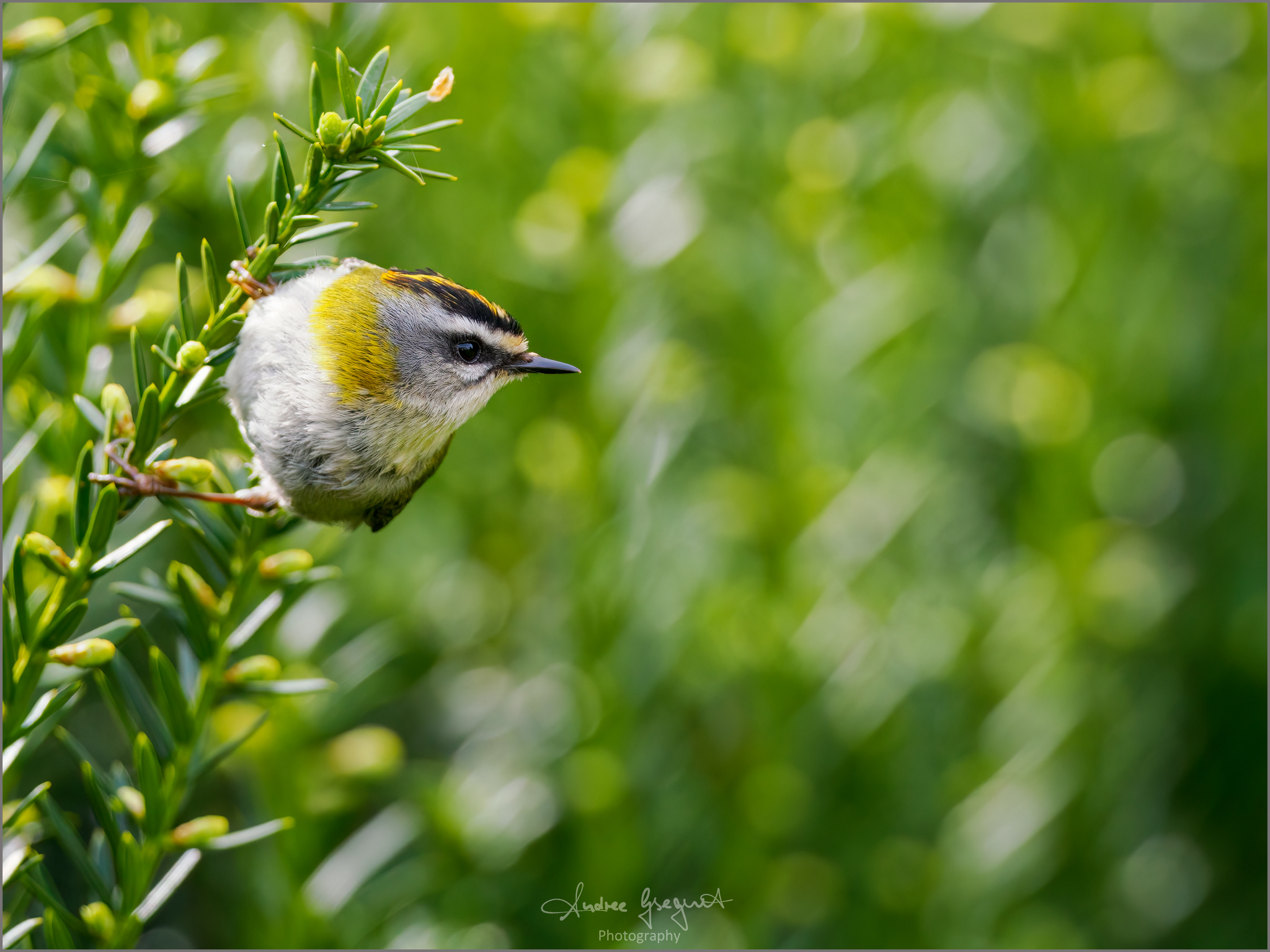 Sommergoldhähnchen