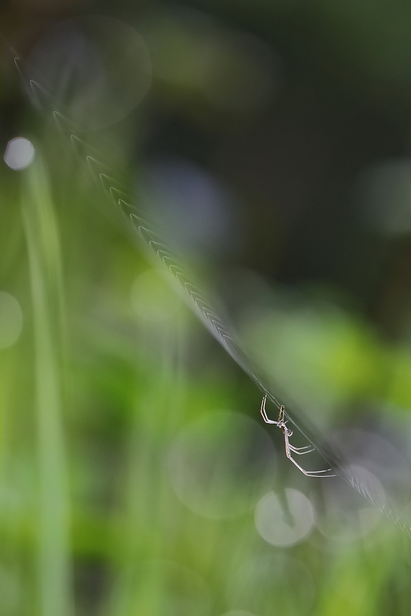 Spinne am (Forum für Naturfotografen)