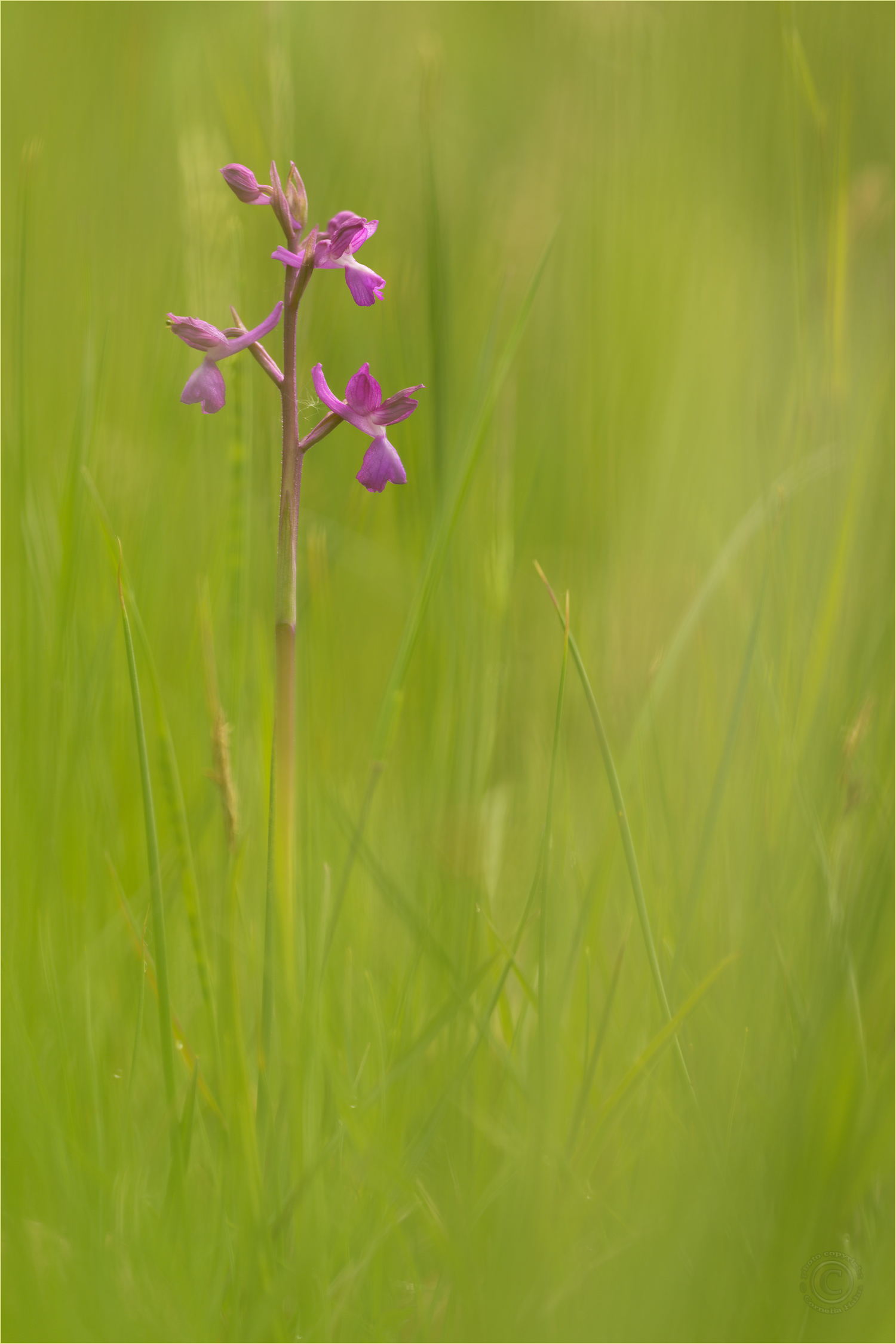 Lockerblütiges Knabenkraut (Anacamptis laxiflora)