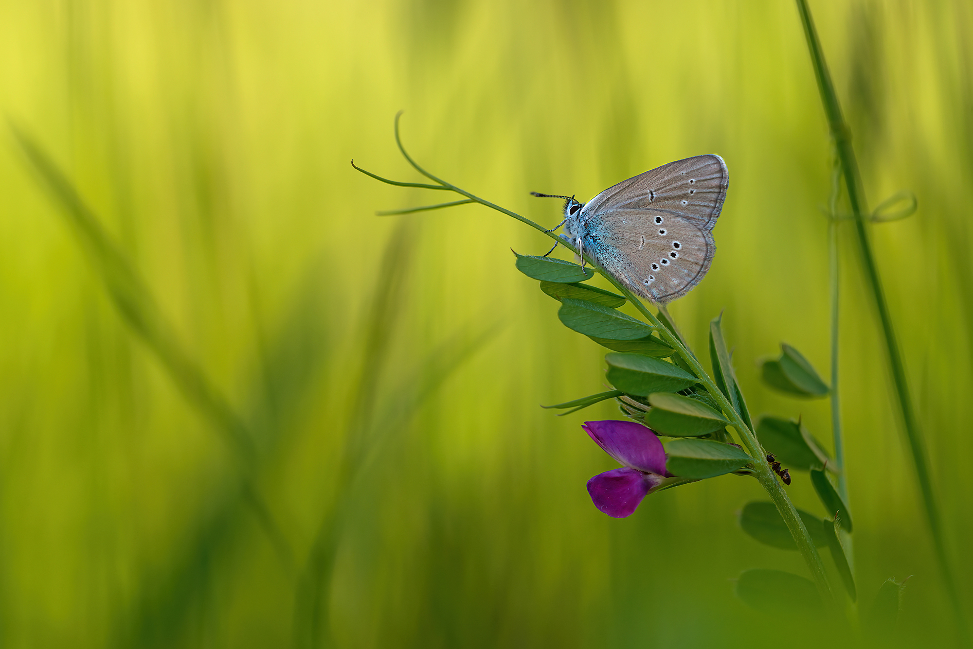 Cyaniris semiargus