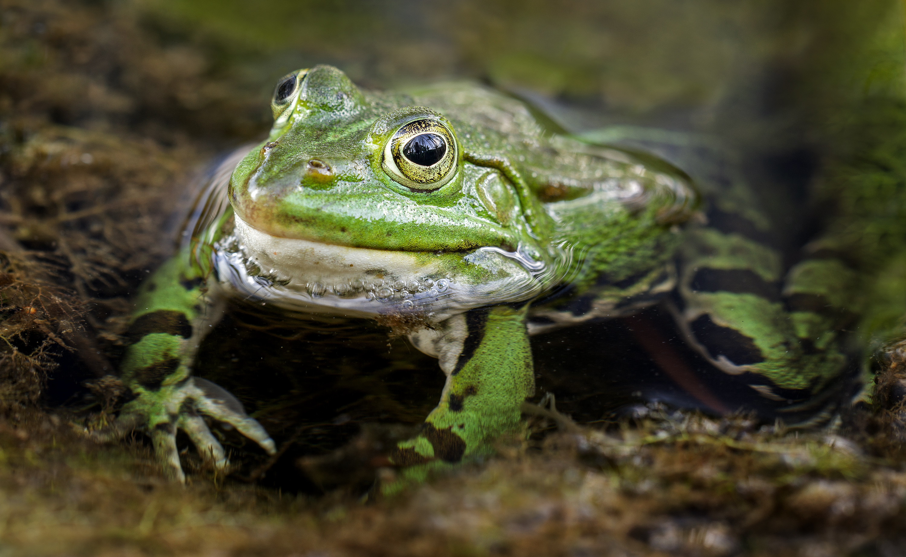 Ein WASSER-Frosch