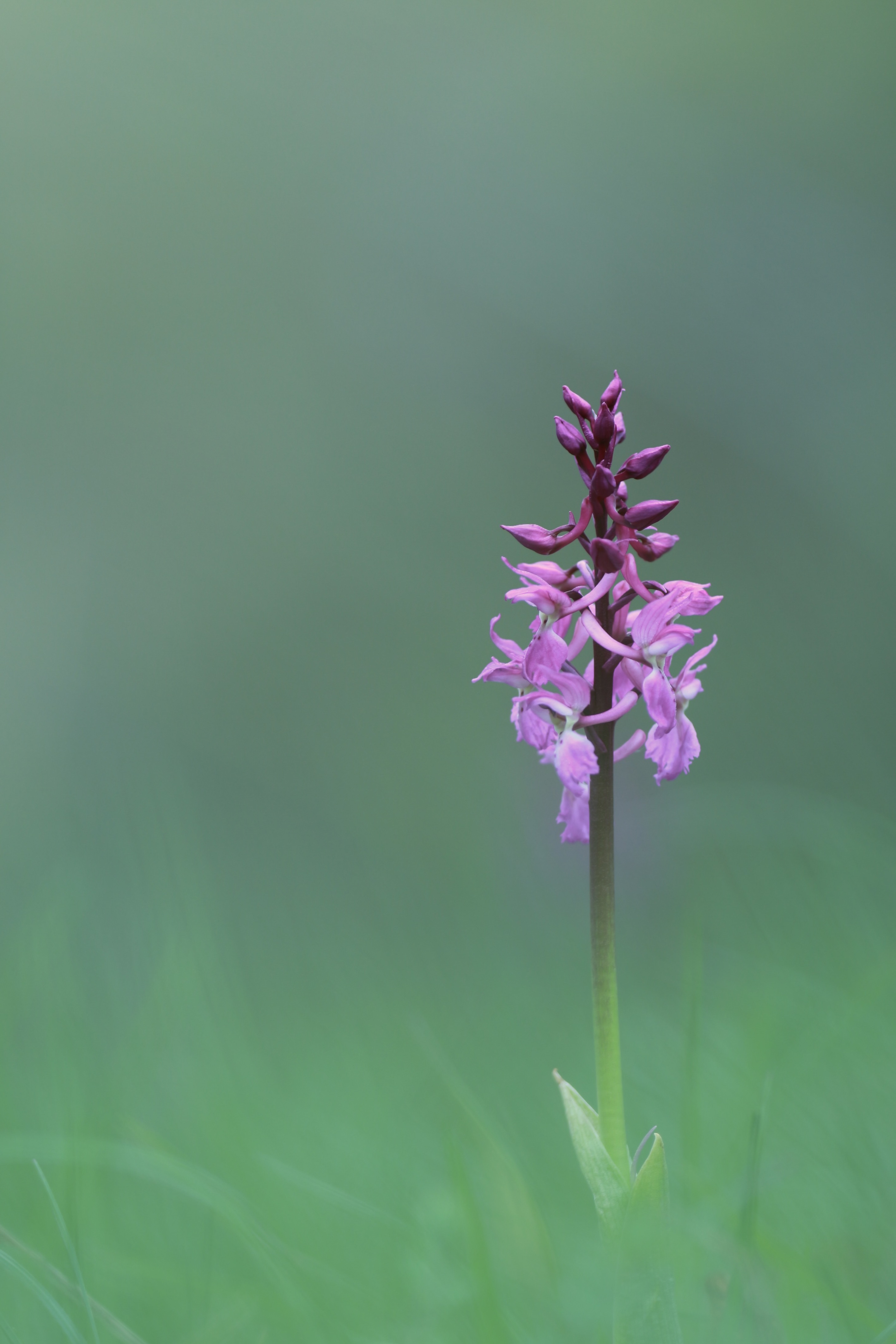 Orchis mascula (Männliches Knabenkraut)