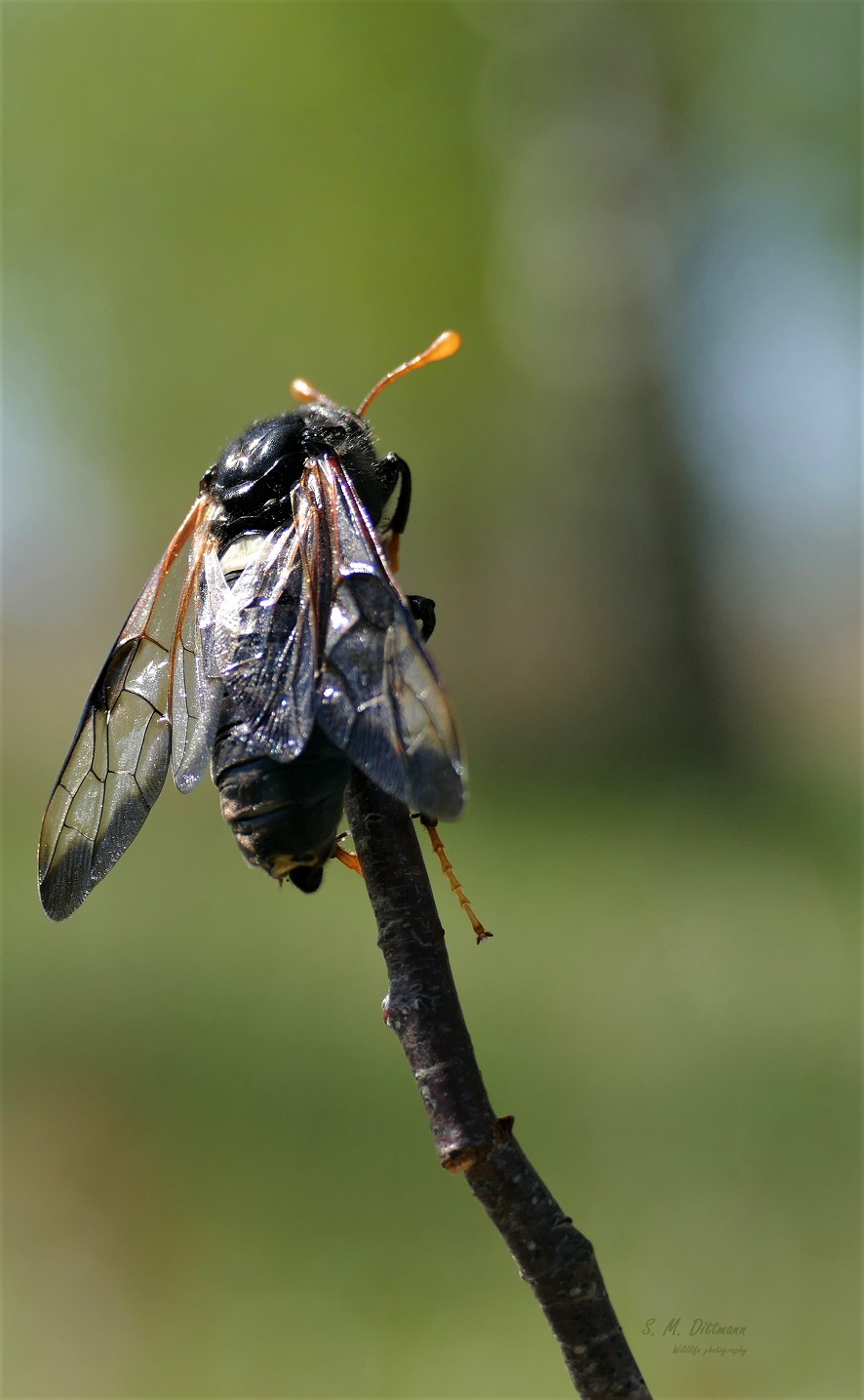 Die Knopf- bzw. Keul(en)hornblattwespe